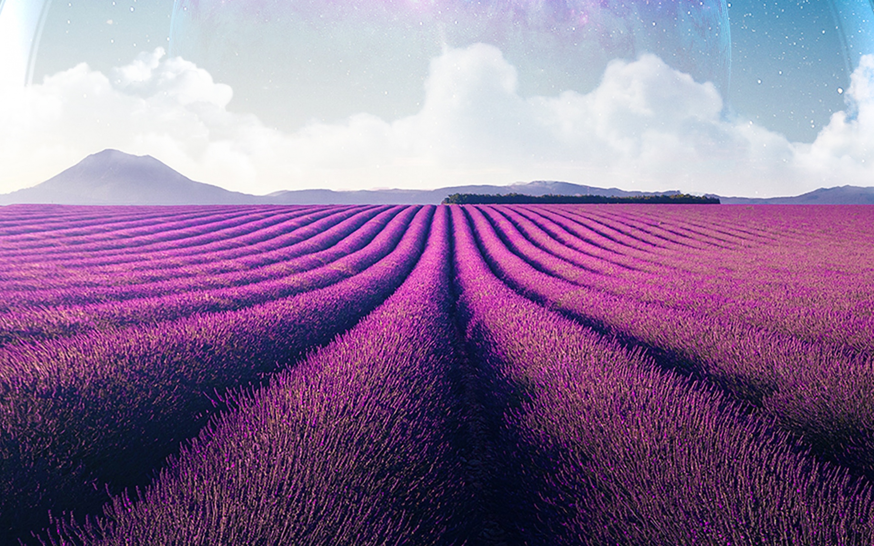 Lavender Wallpaper
