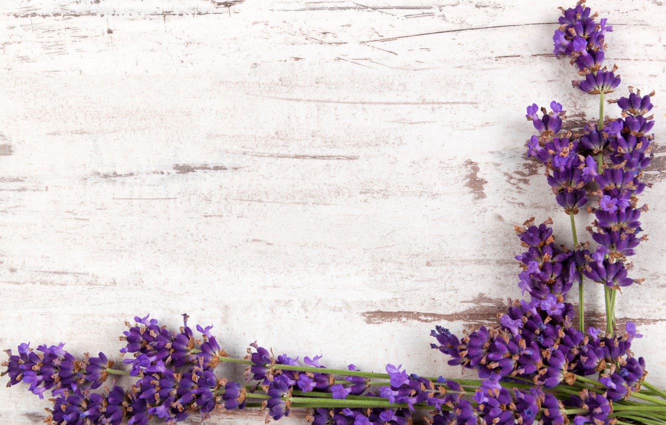 Lavender Wallpaper