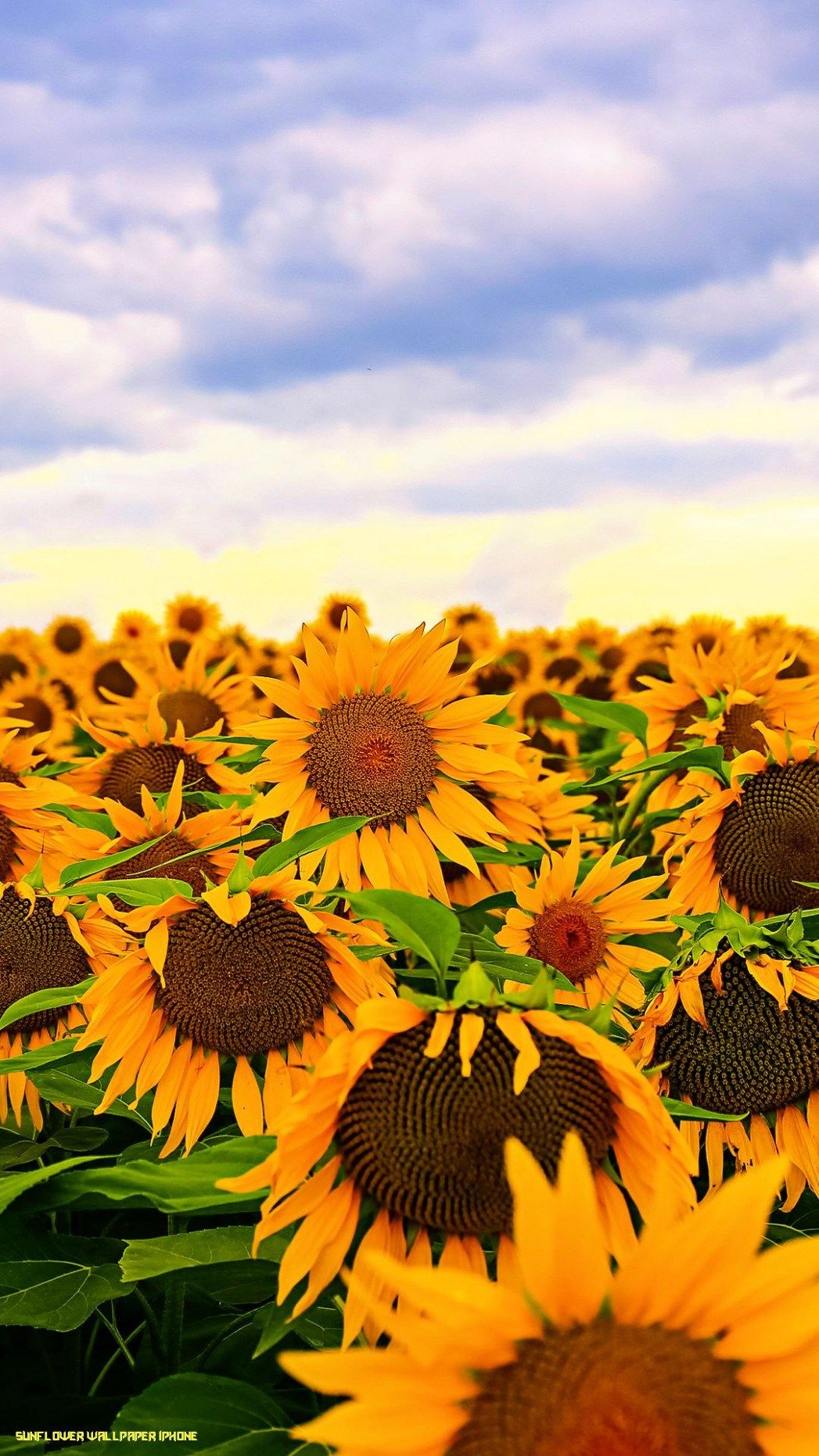 Sunflower Wallpaper