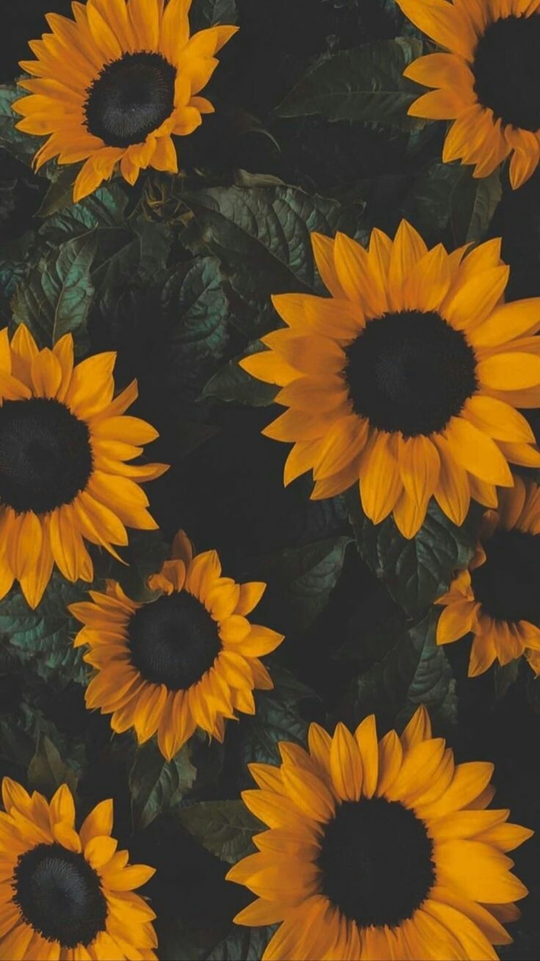 Sunflower Wallpaper