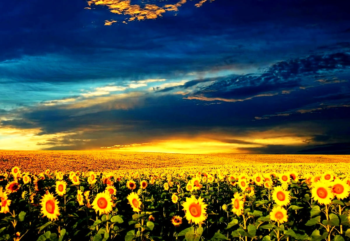 Sunflower Wallpaper