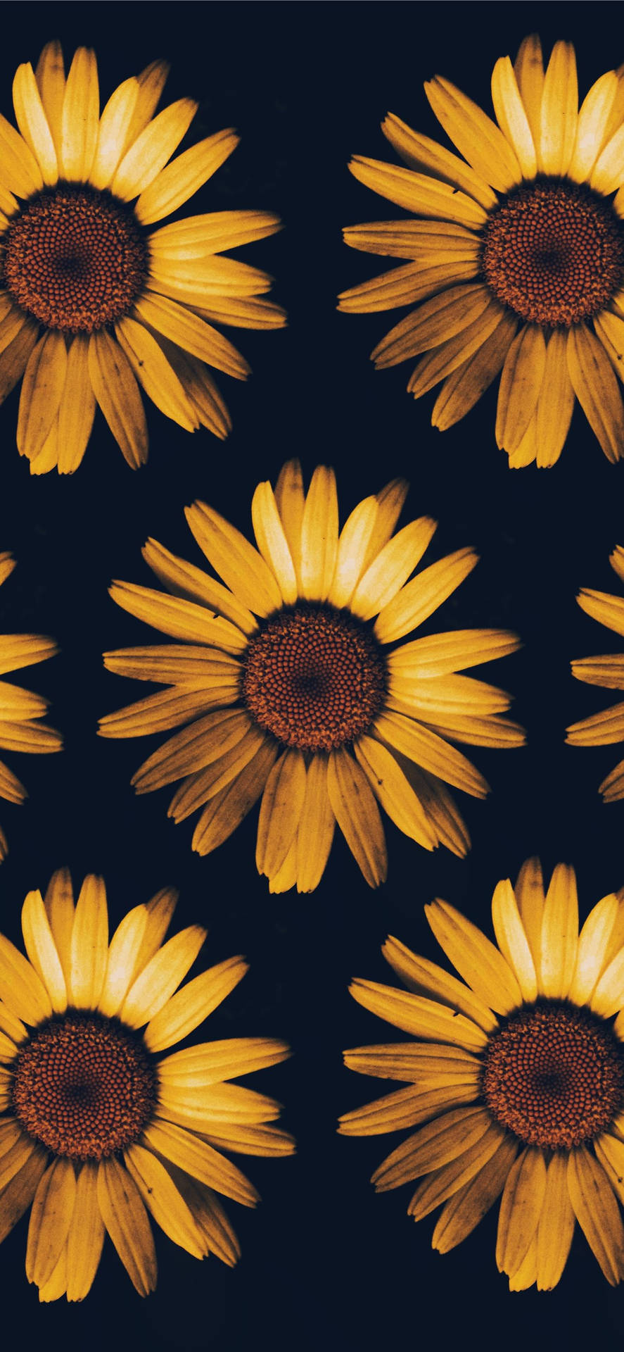 Sunflower Wallpaper