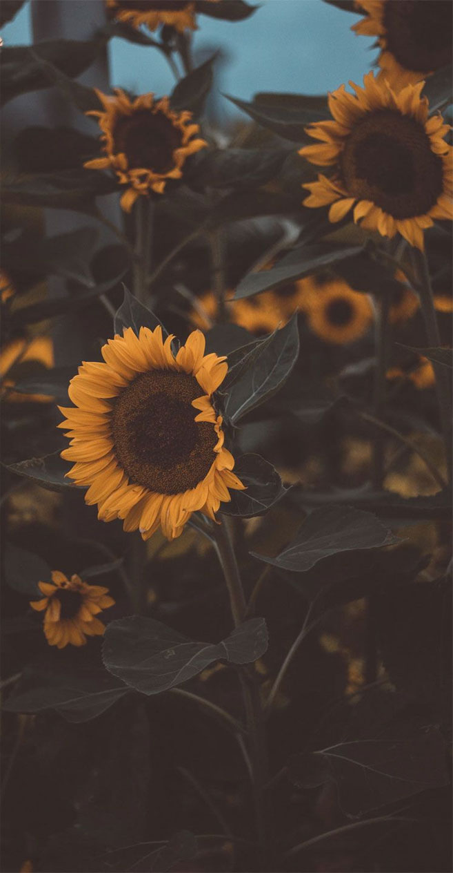 Sunflower Wallpaper