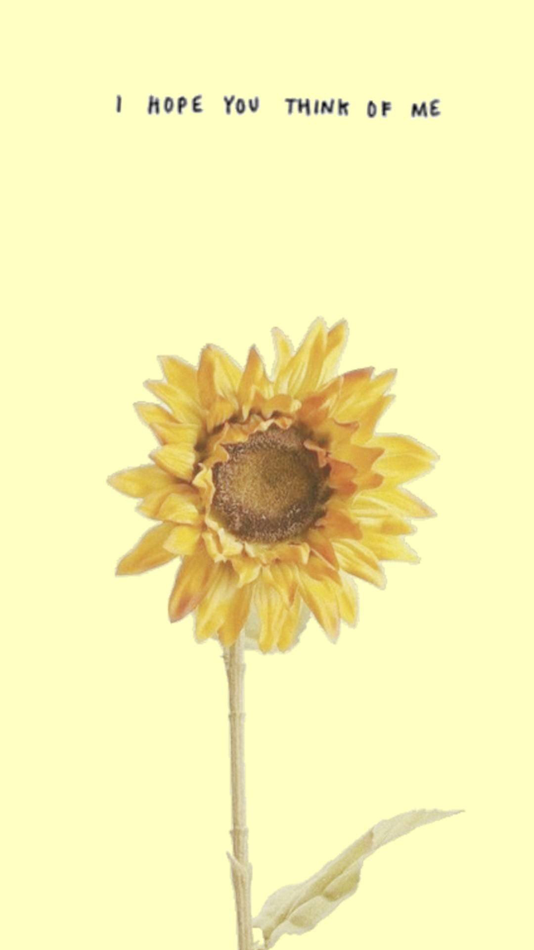 Sunflower Wallpaper
