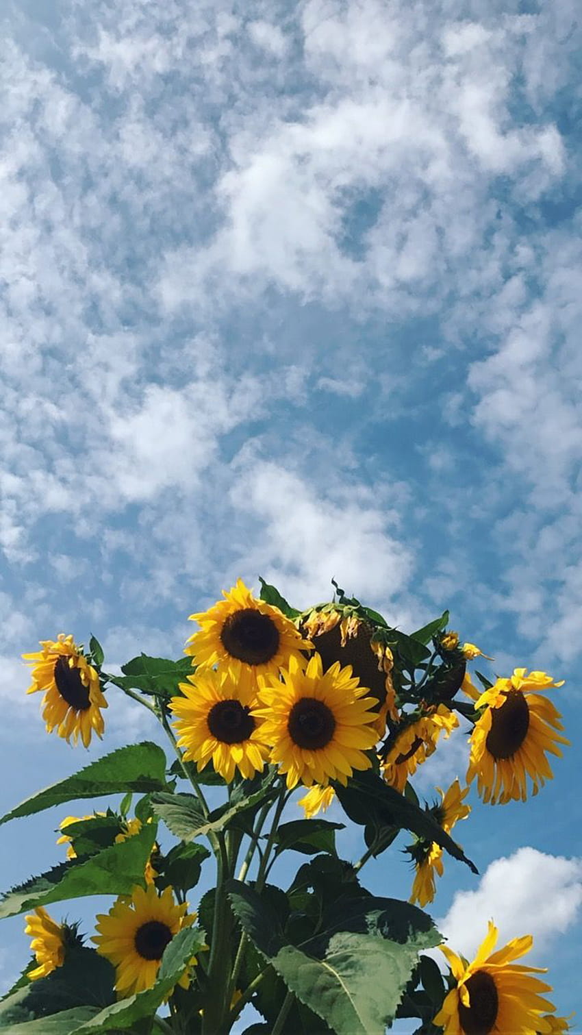 Sunflower Wallpaper