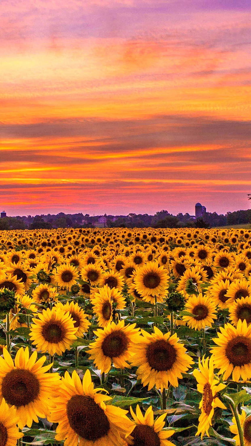 Sunflower Wallpaper