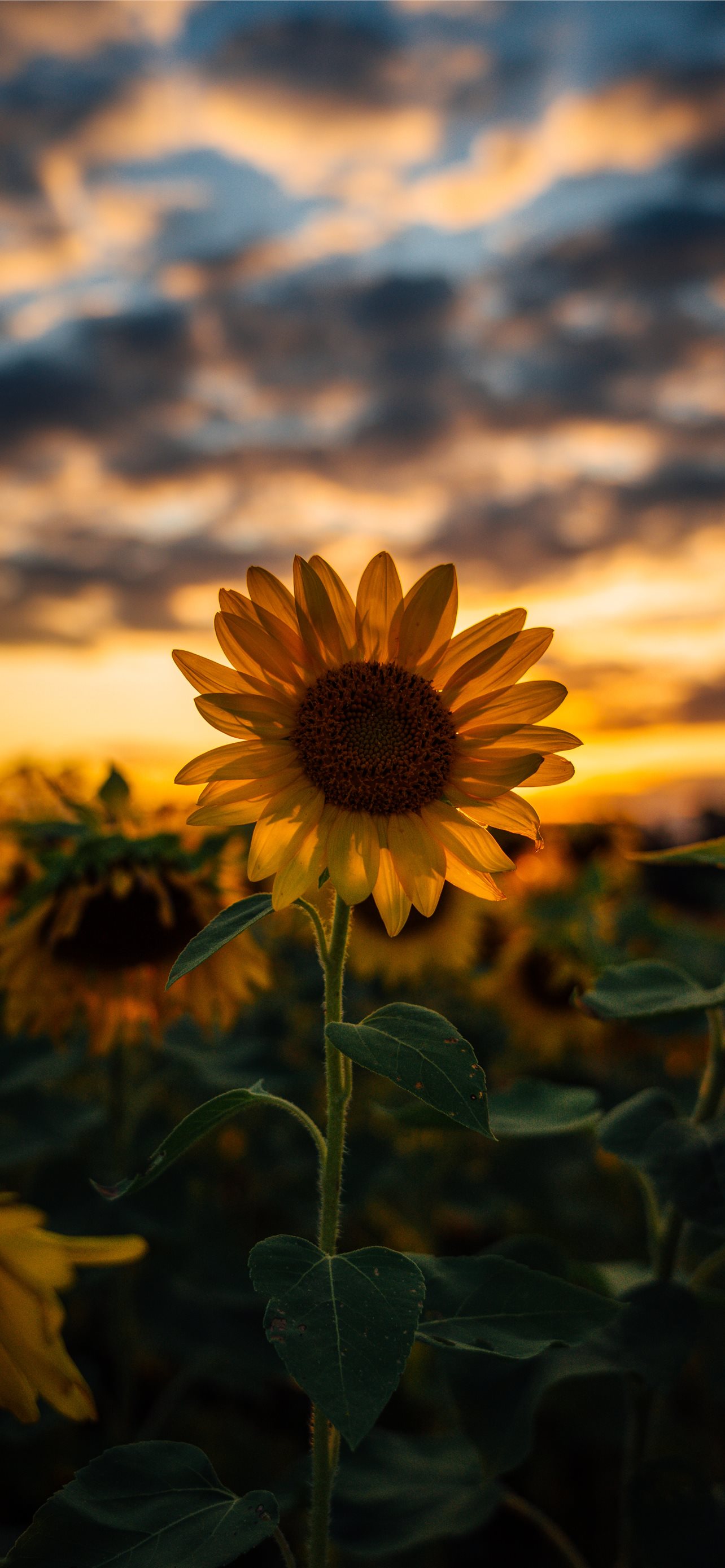 Sunflower Wallpaper