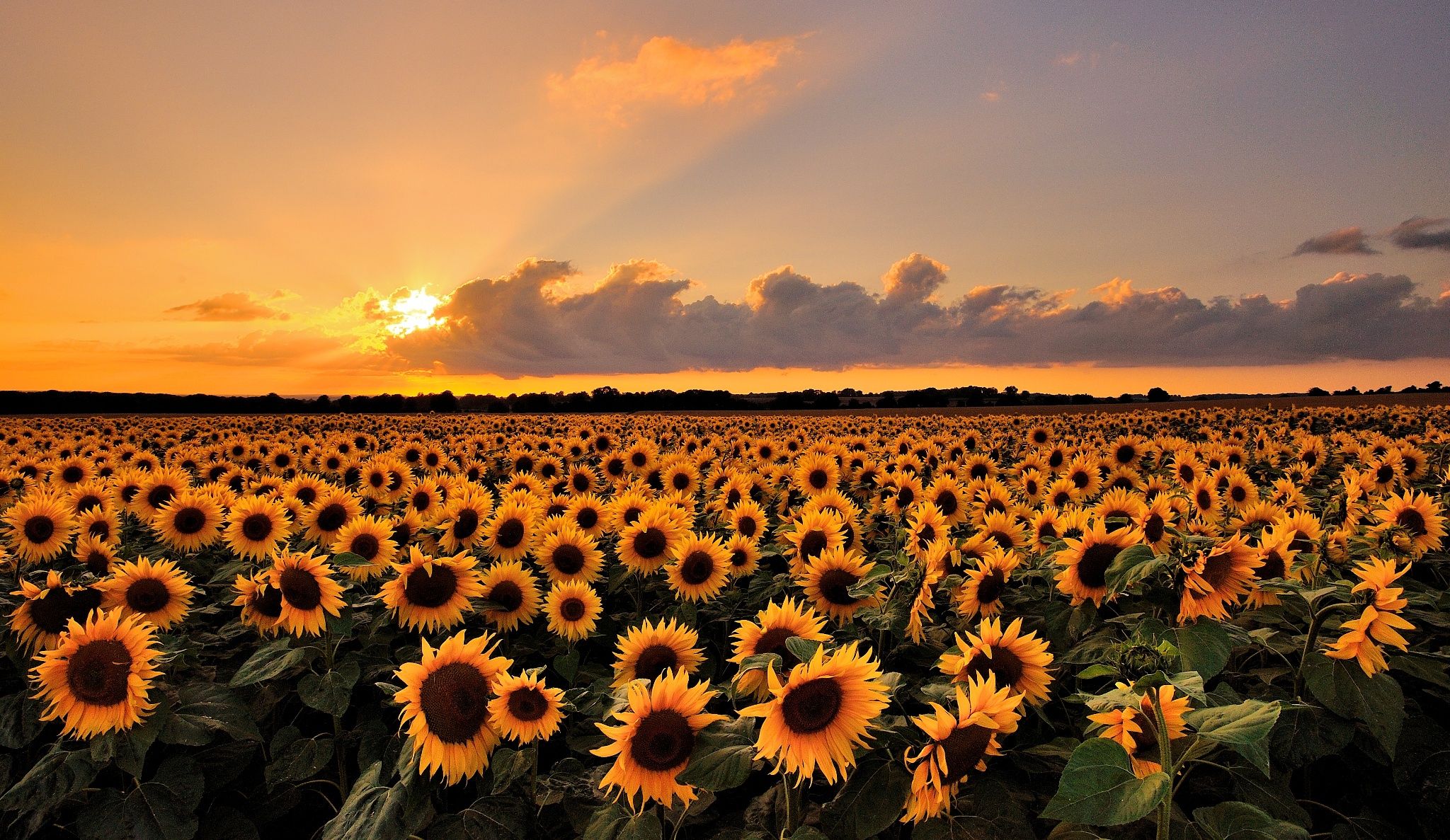 Sunflower Wallpaper
