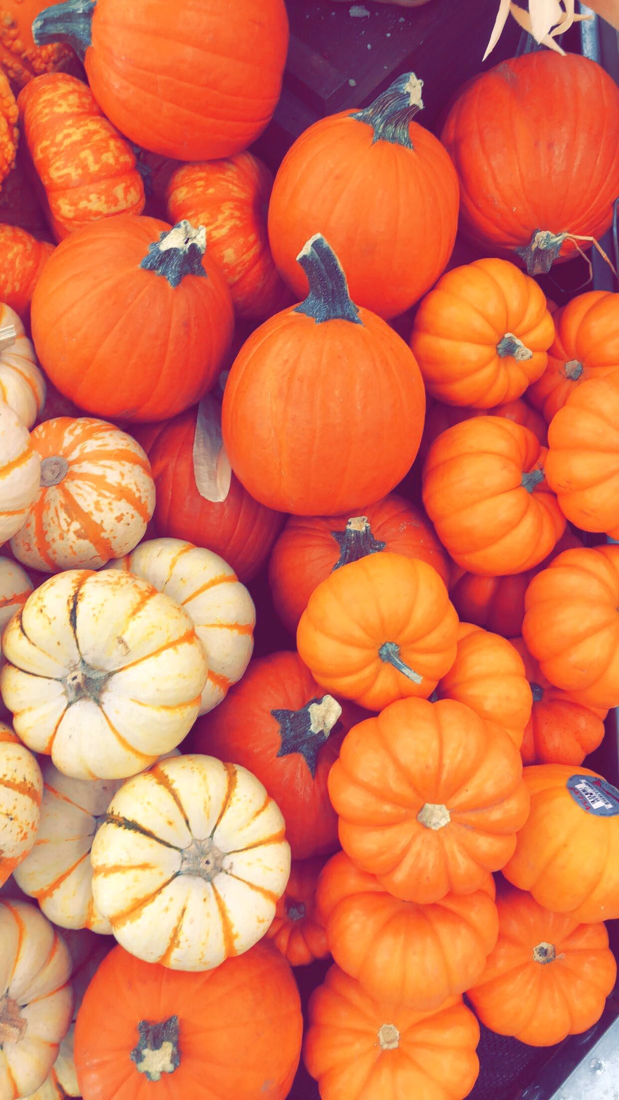 Pumpkin Wallpaper
