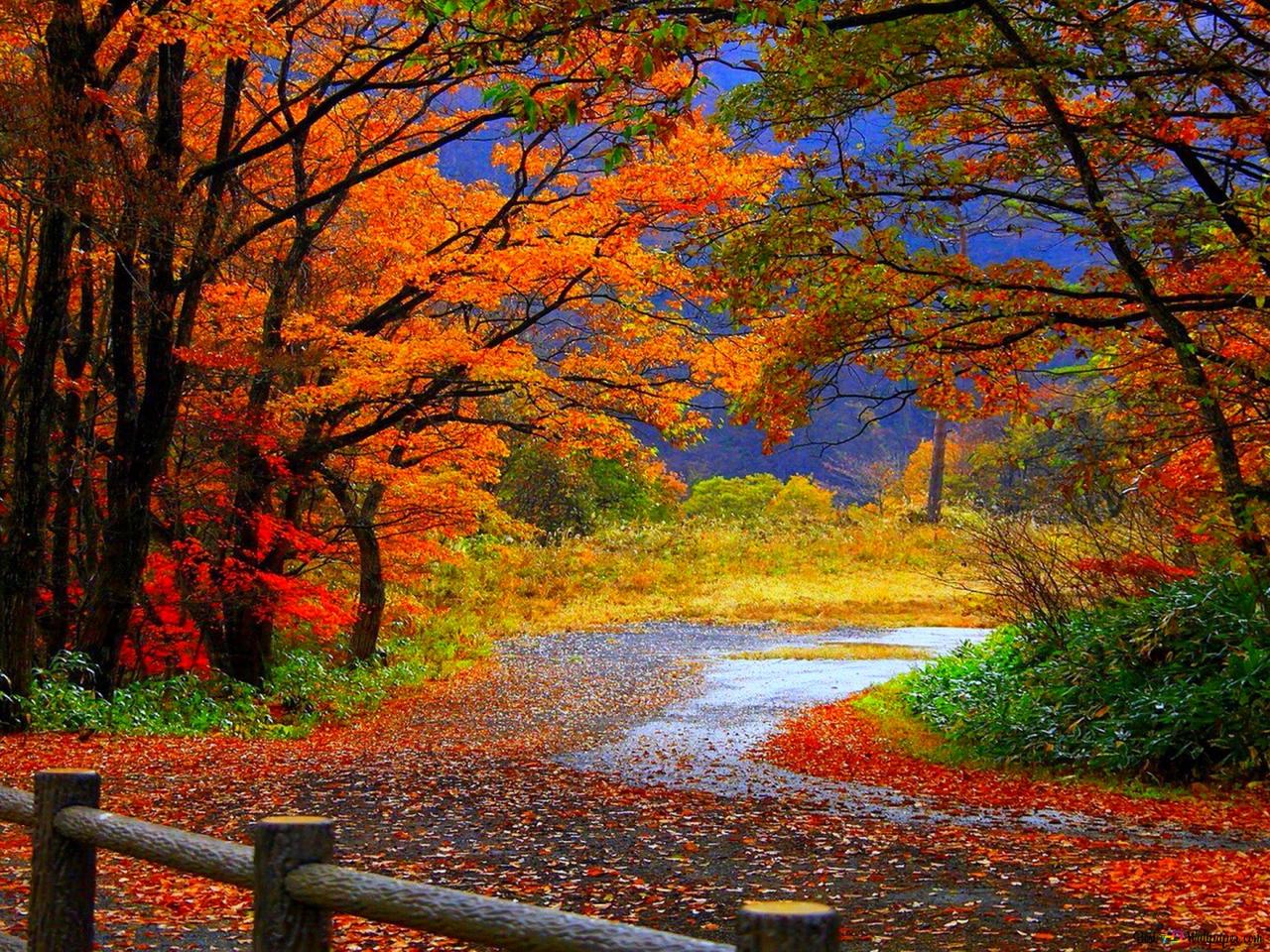 autumn wallpaper