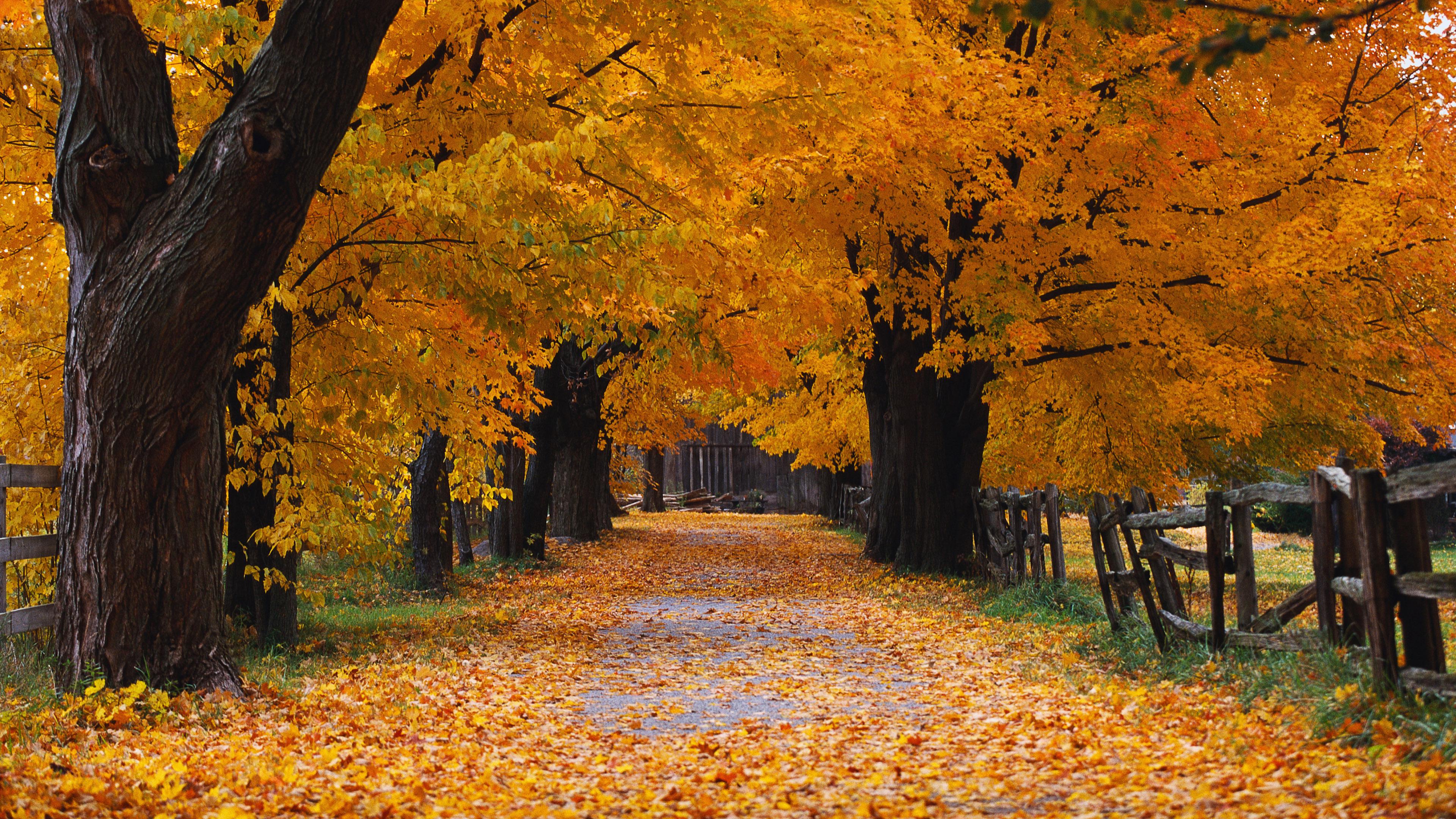 autumn wallpaper