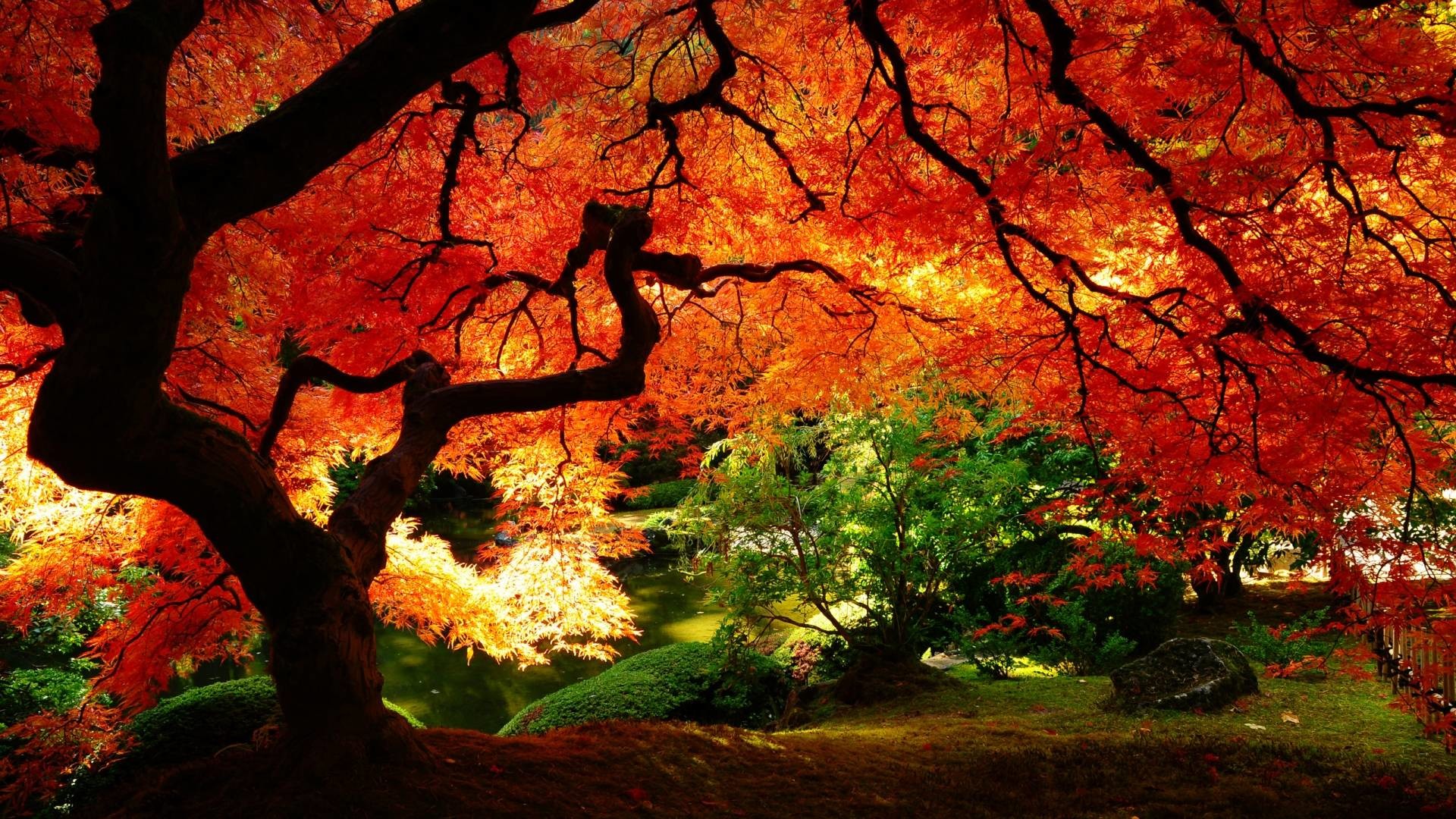 autumn wallpaper