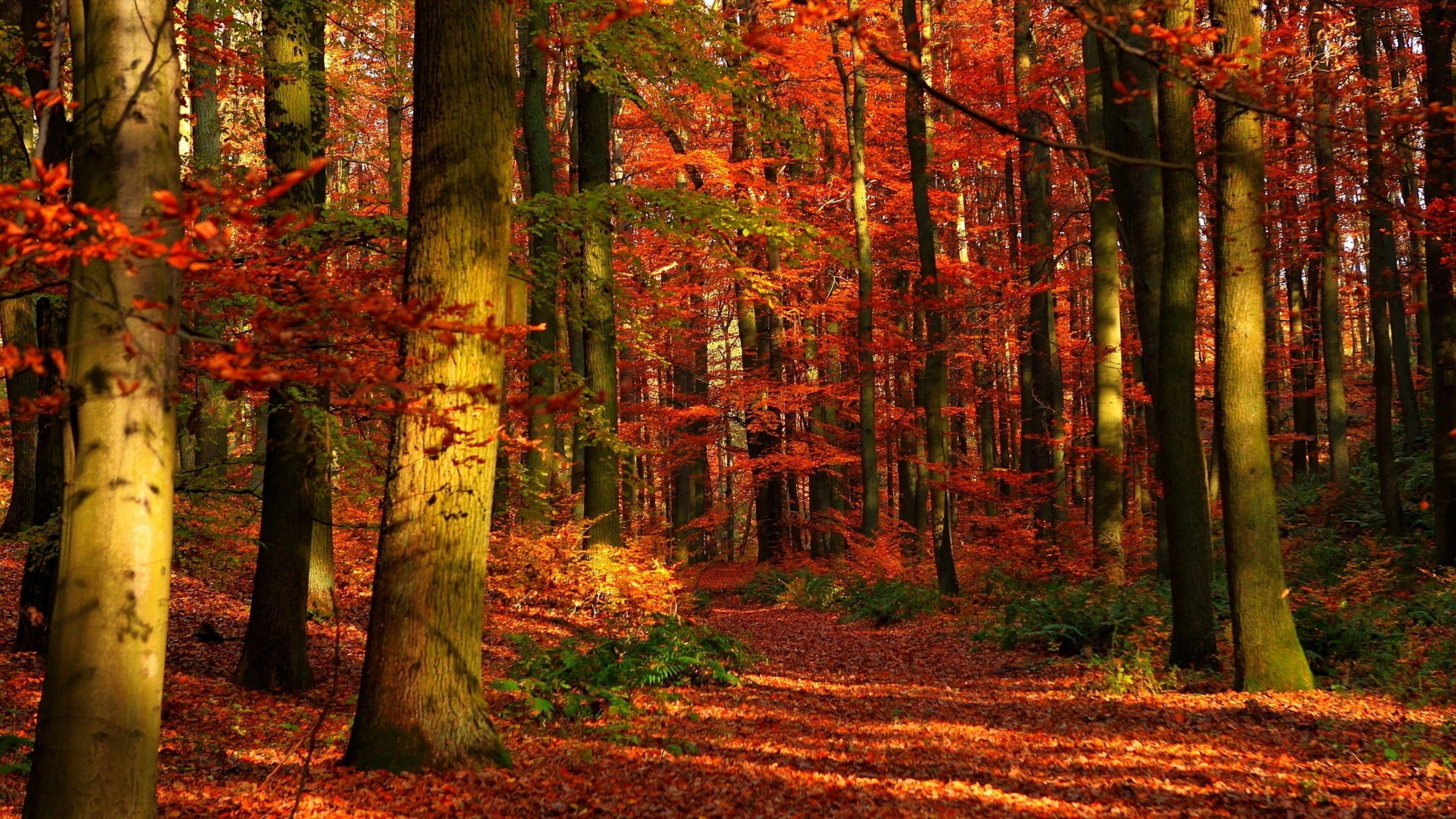 autumn wallpaper