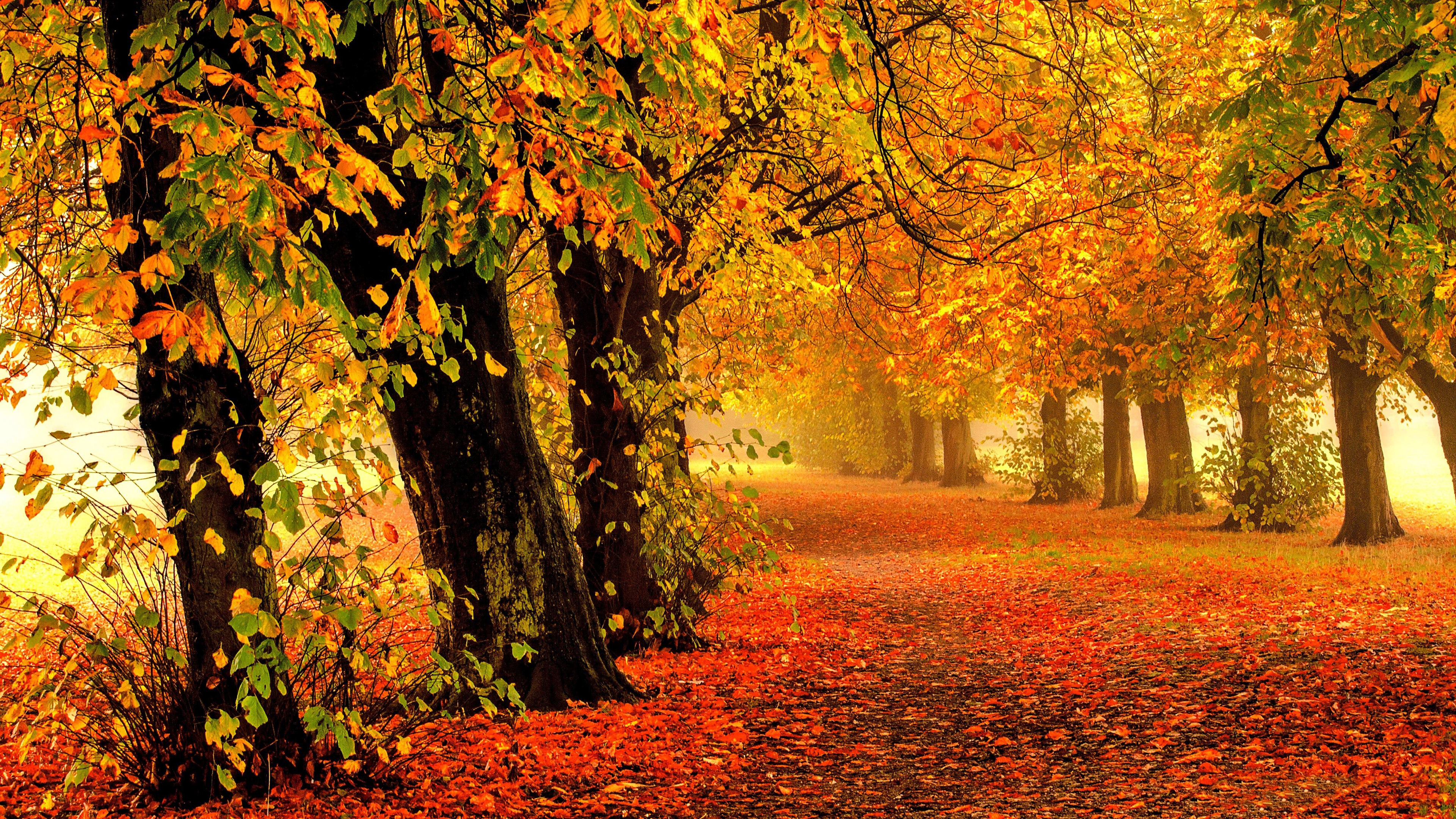 autumn wallpaper