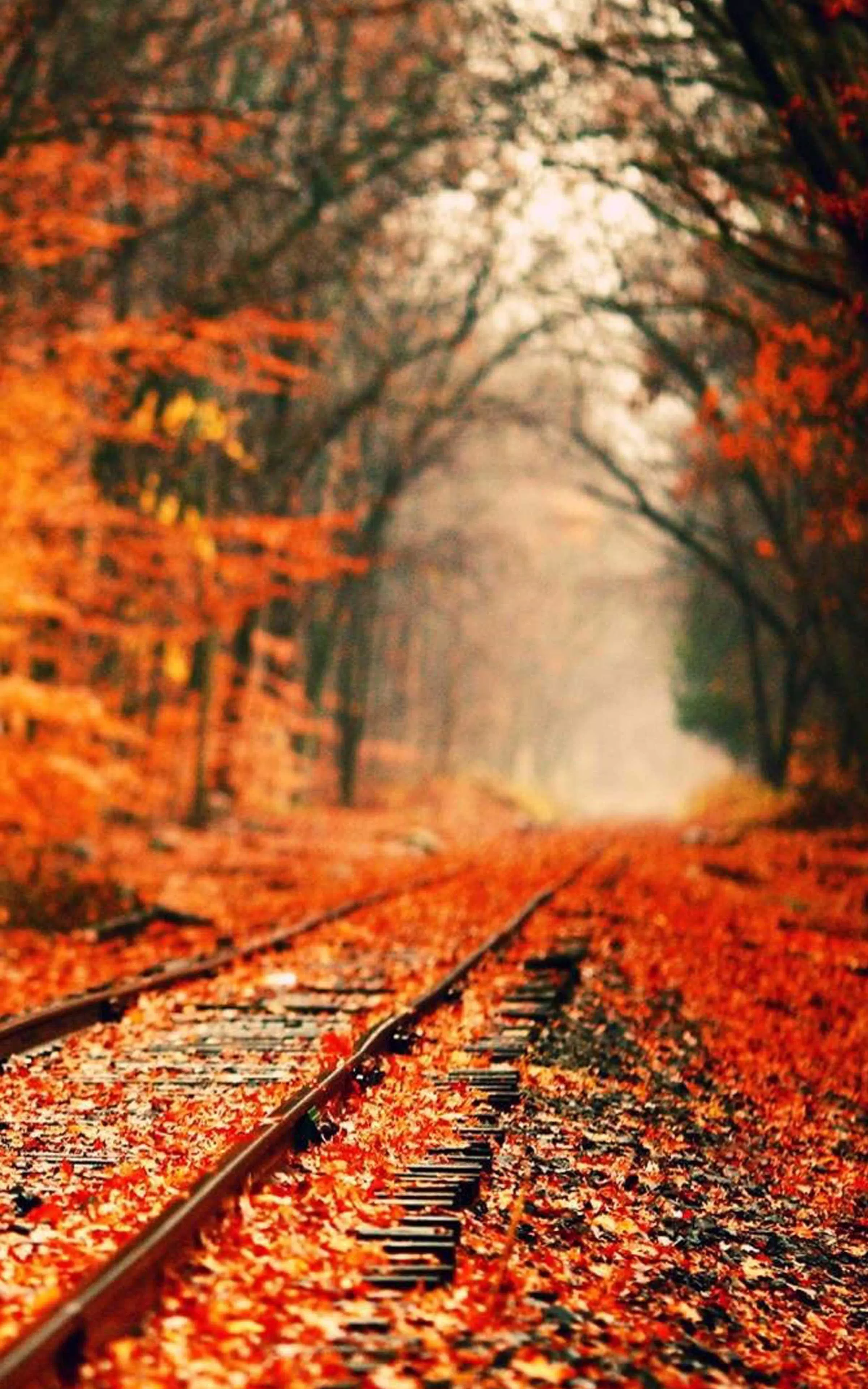 autumn wallpaper