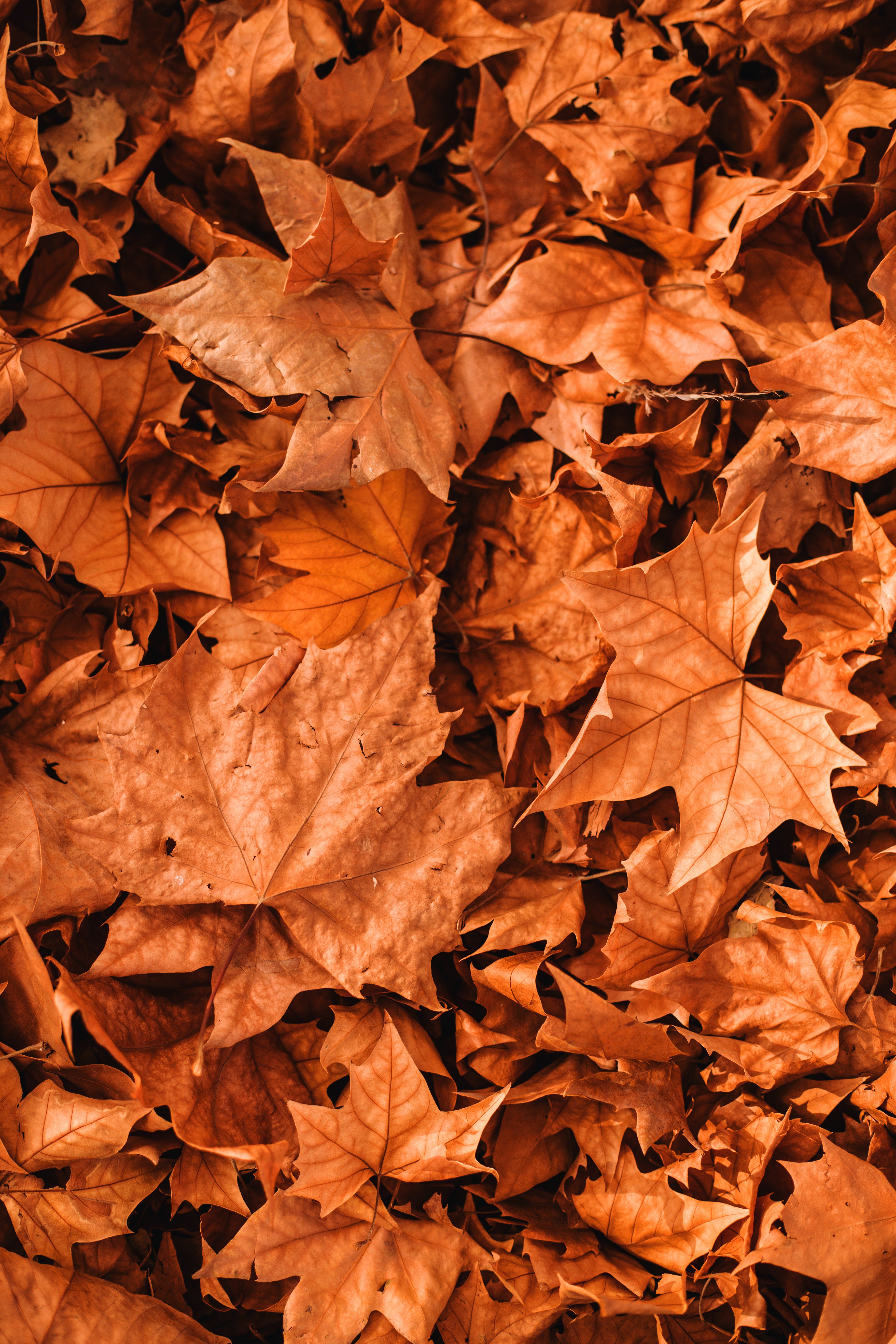 autumn wallpaper