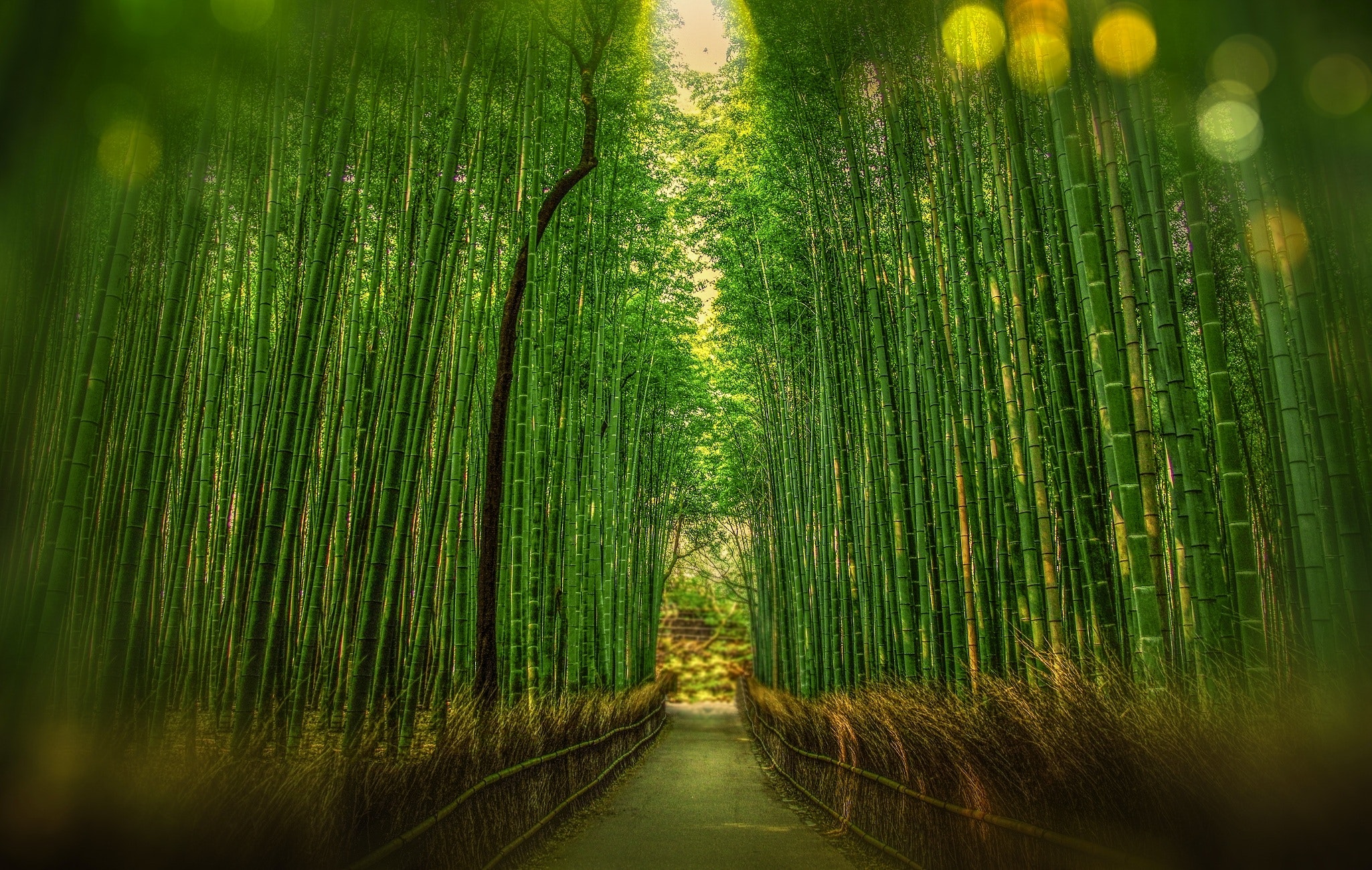 bamboo wallpaper