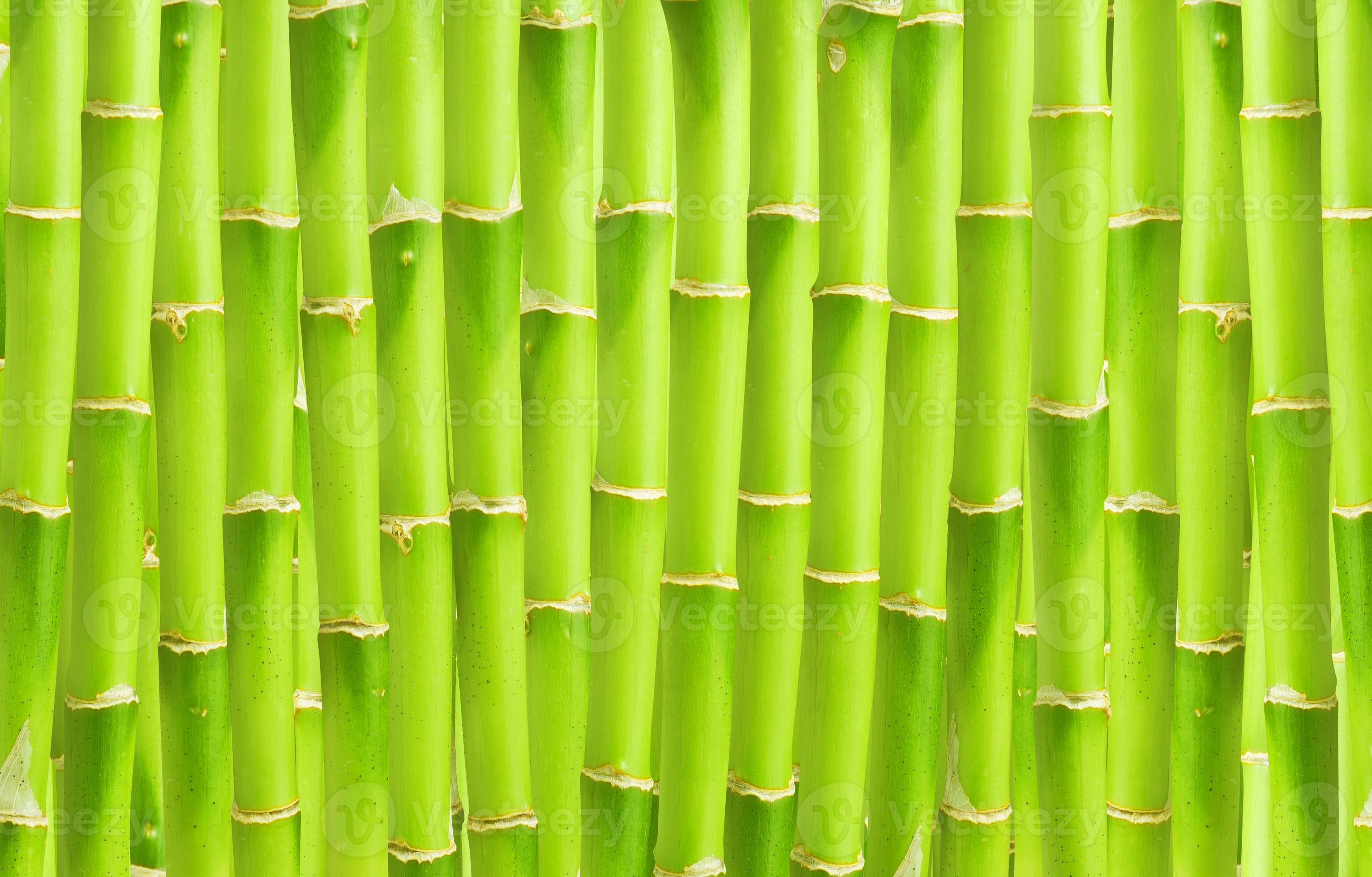 bamboo wallpaper