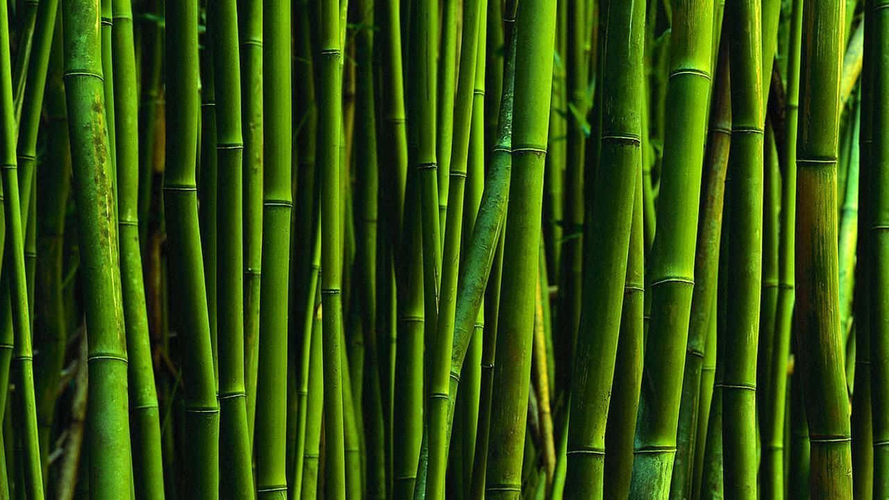 bamboo wallpaper