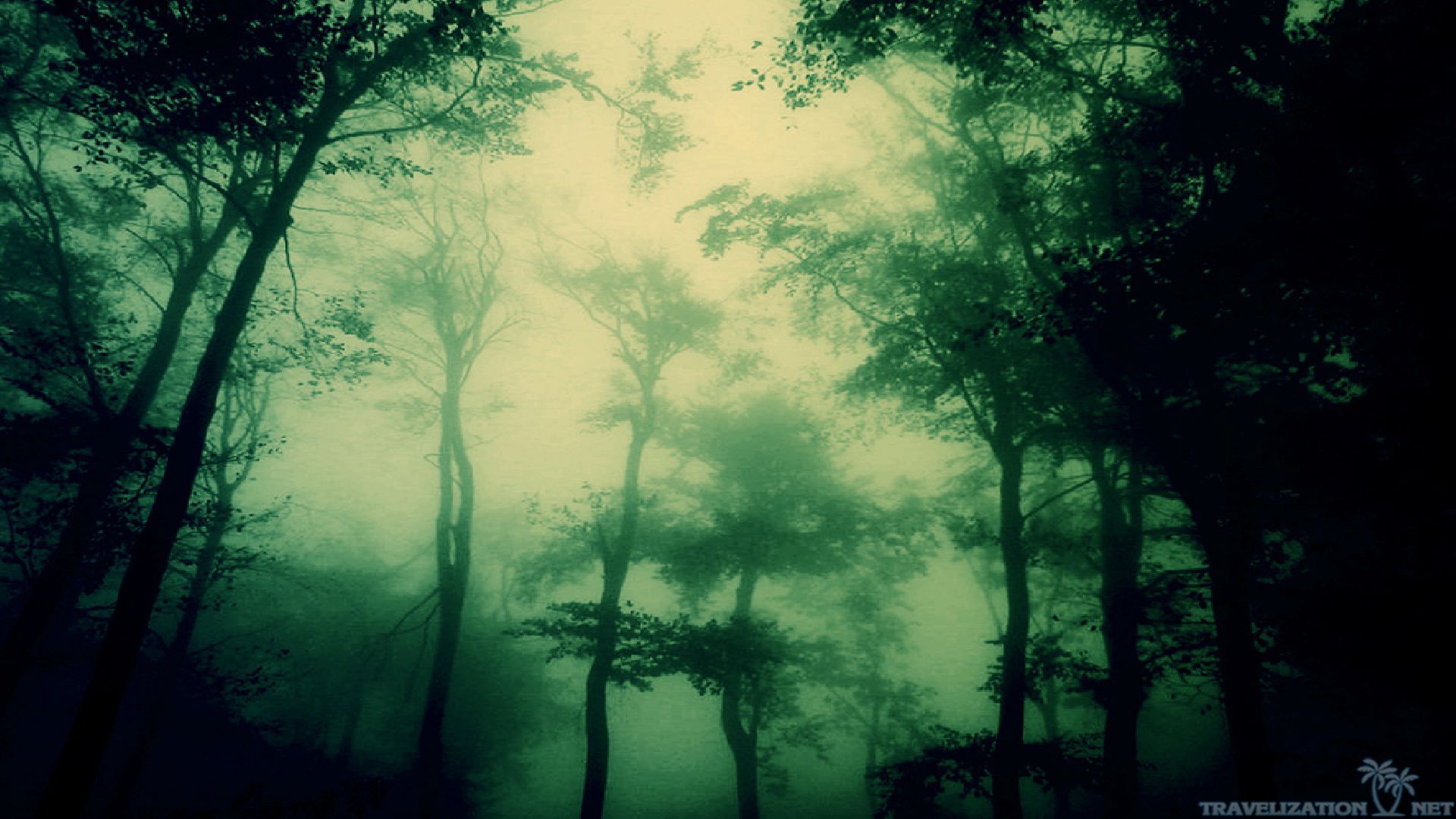 dark forest wallpaper