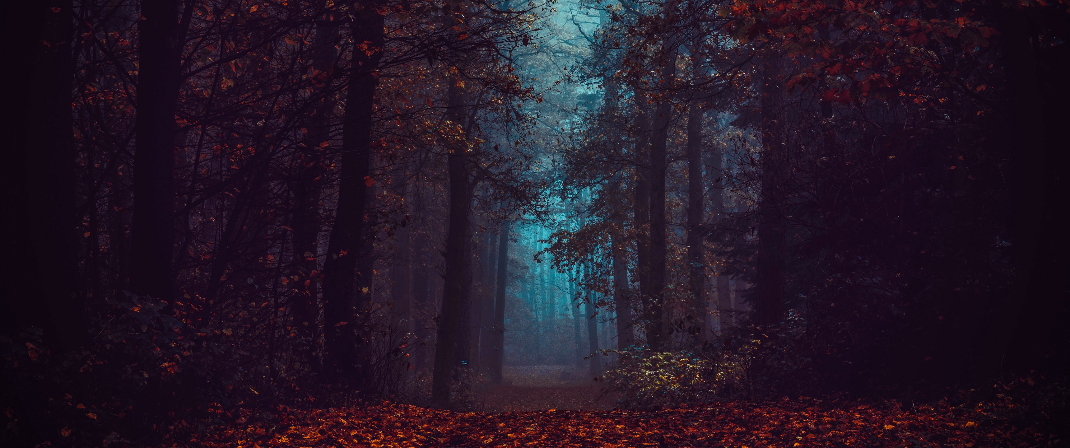 dark forest wallpaper