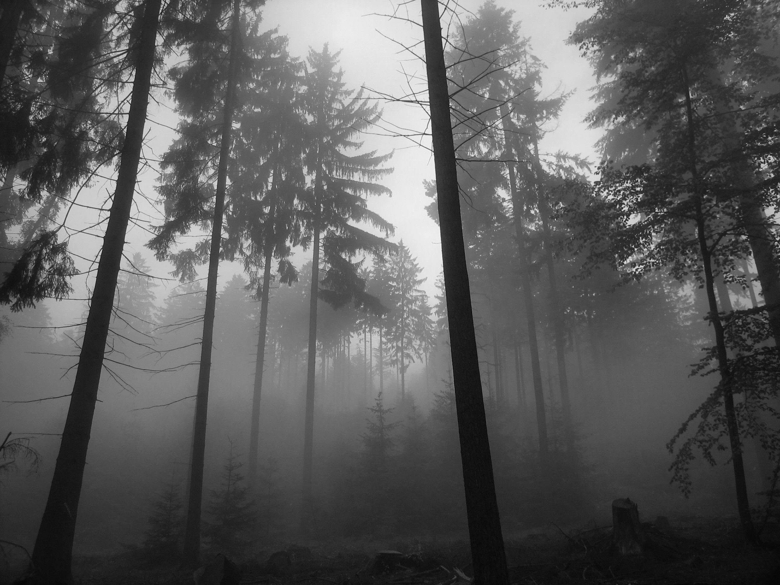 dark forest wallpaper