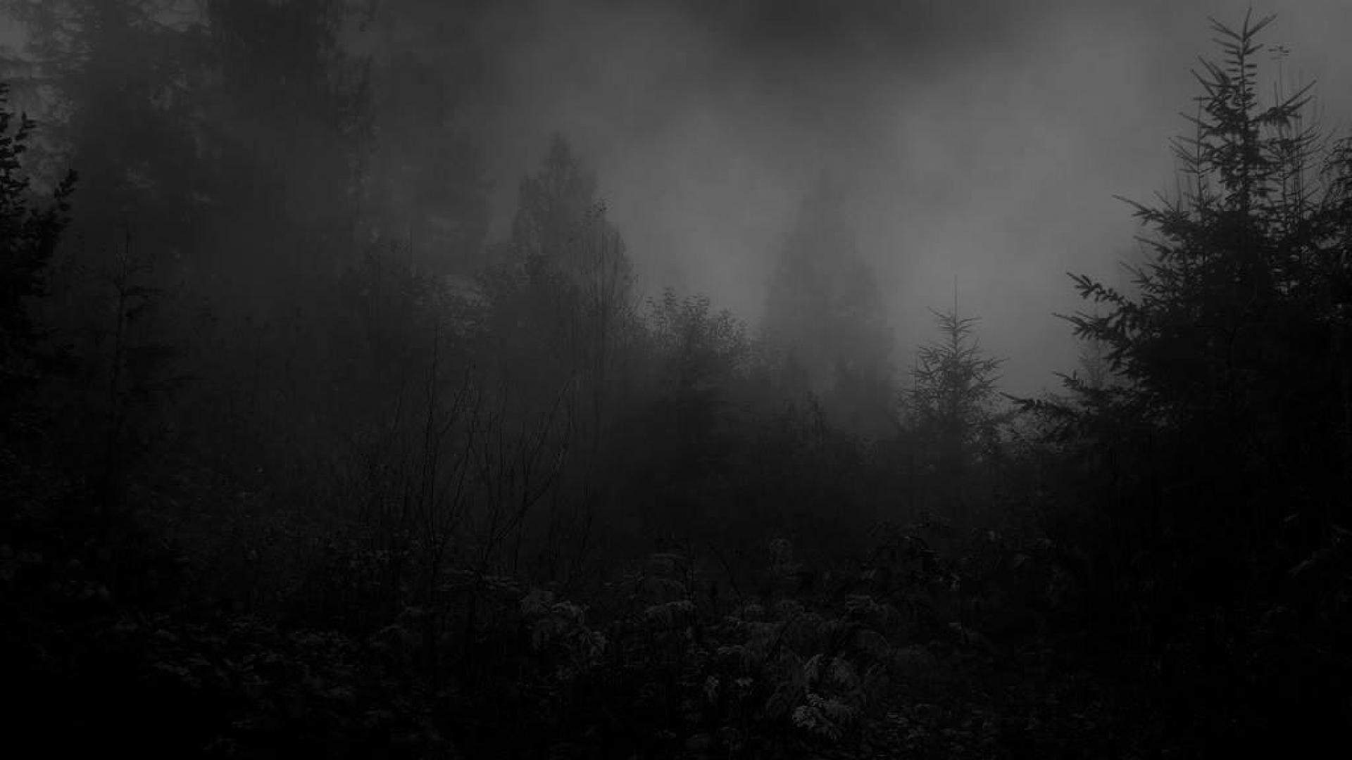 dark forest wallpaper