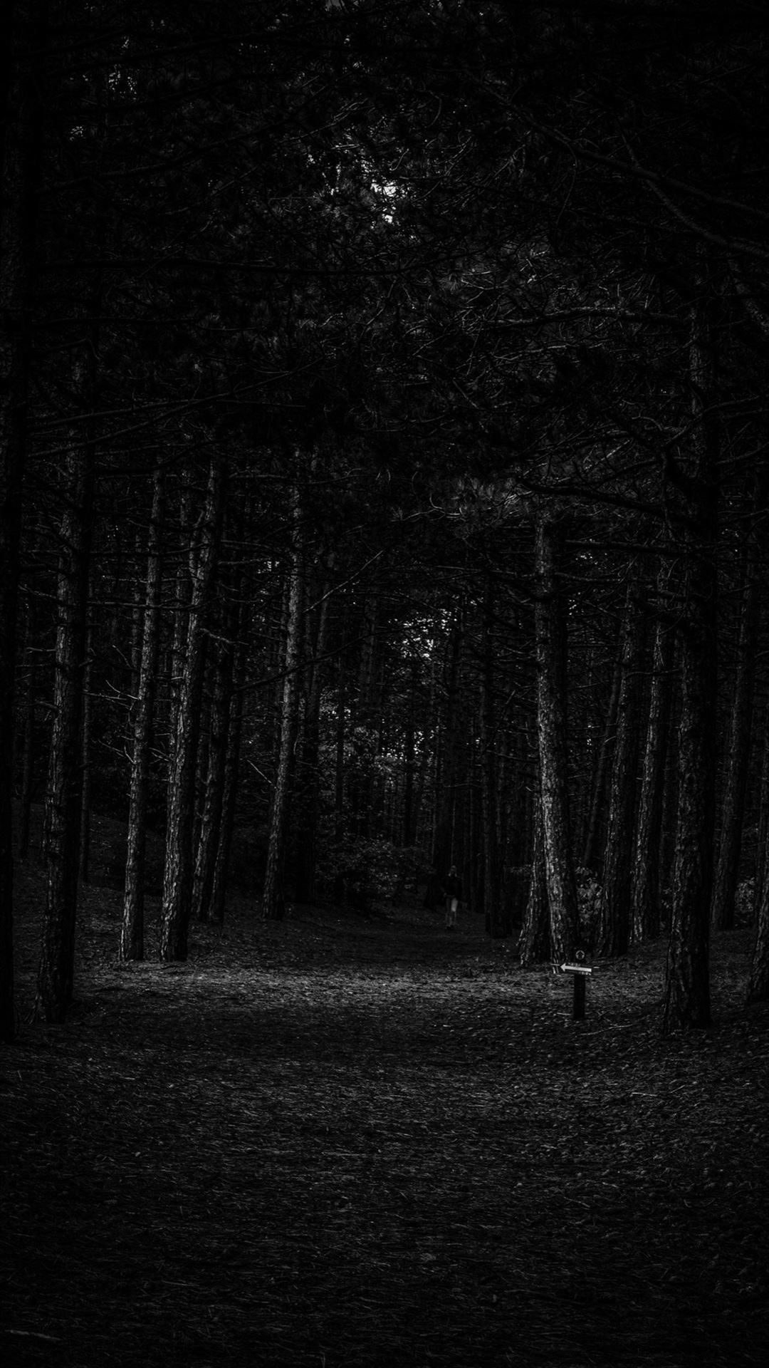 dark forest wallpaper