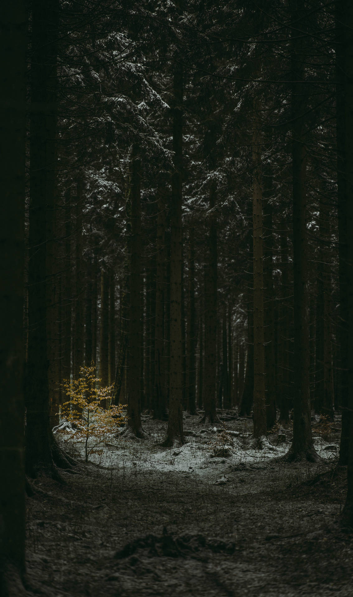 dark forest wallpaper
