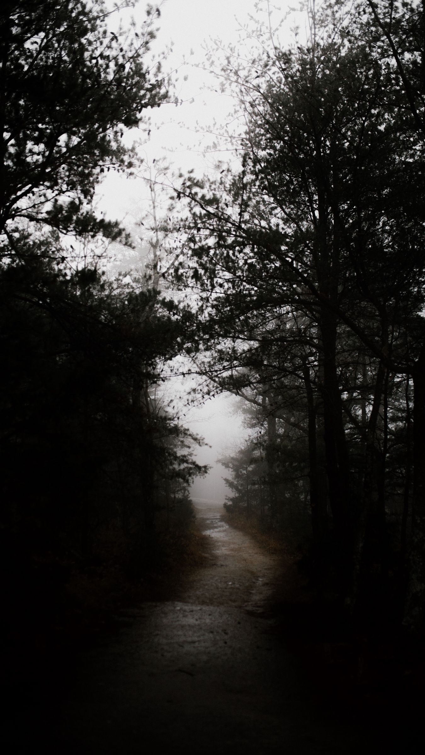 dark forest wallpaper