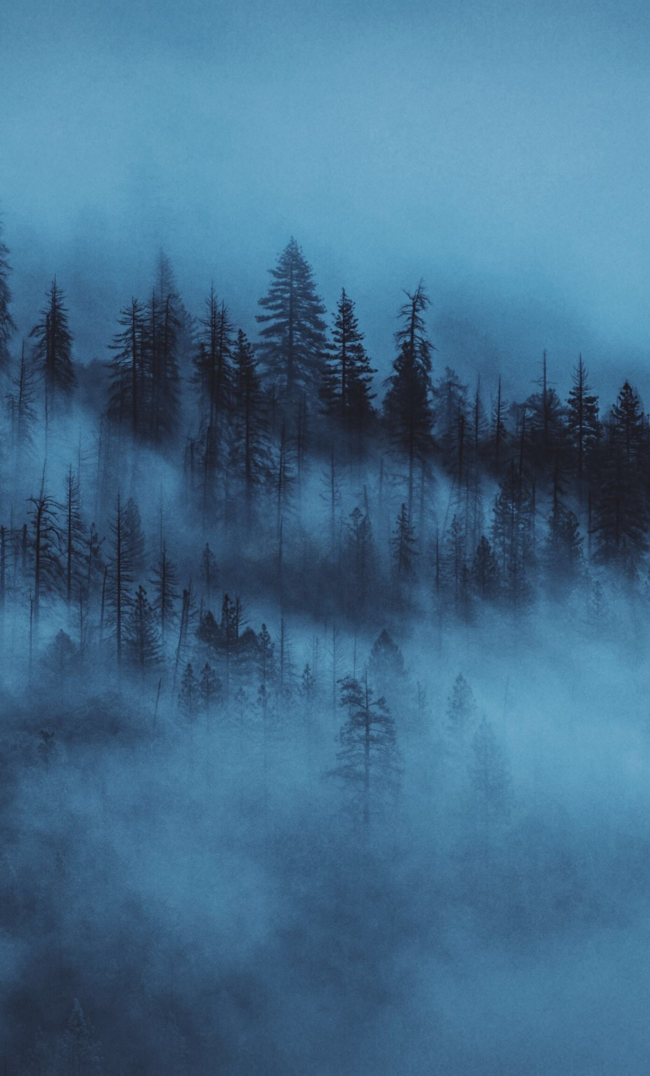 dark forest wallpaper