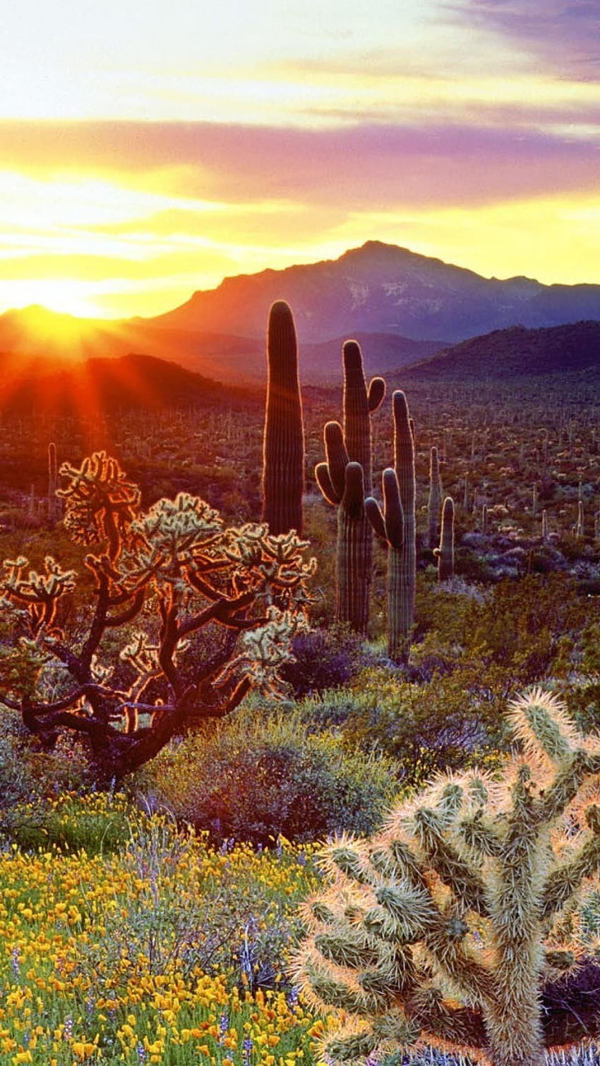 desert wallpaper