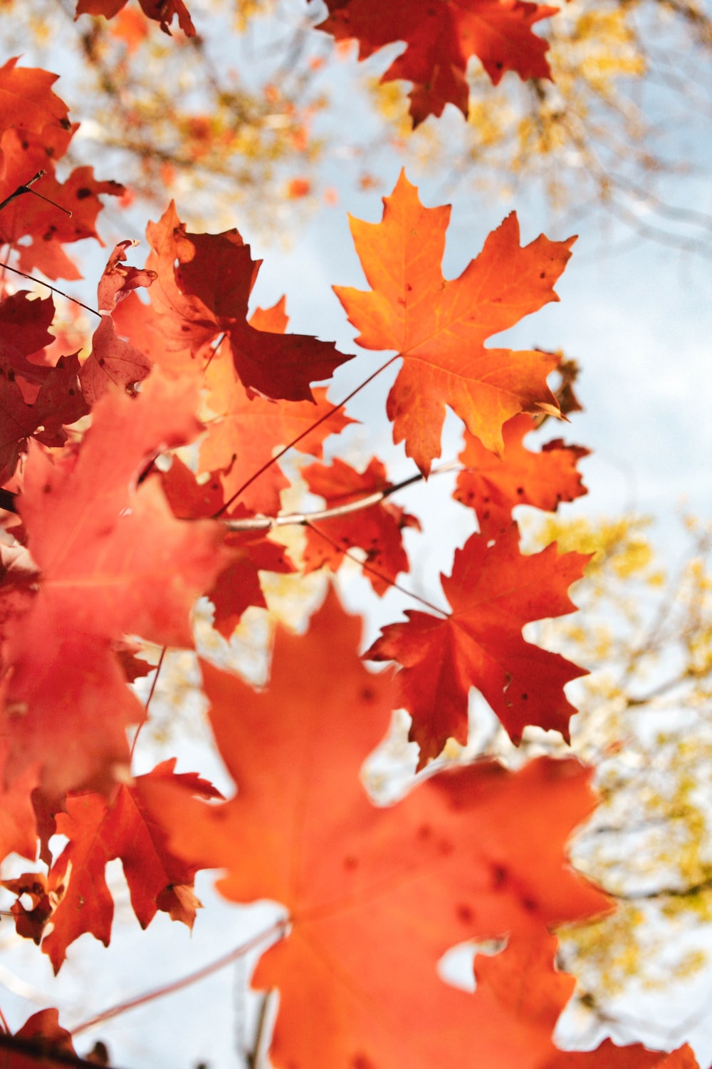 fall wallpaper