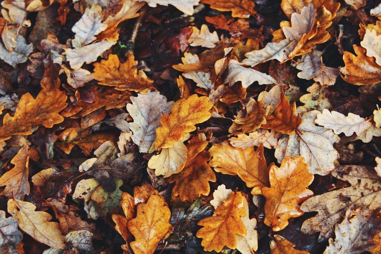 fall wallpaper