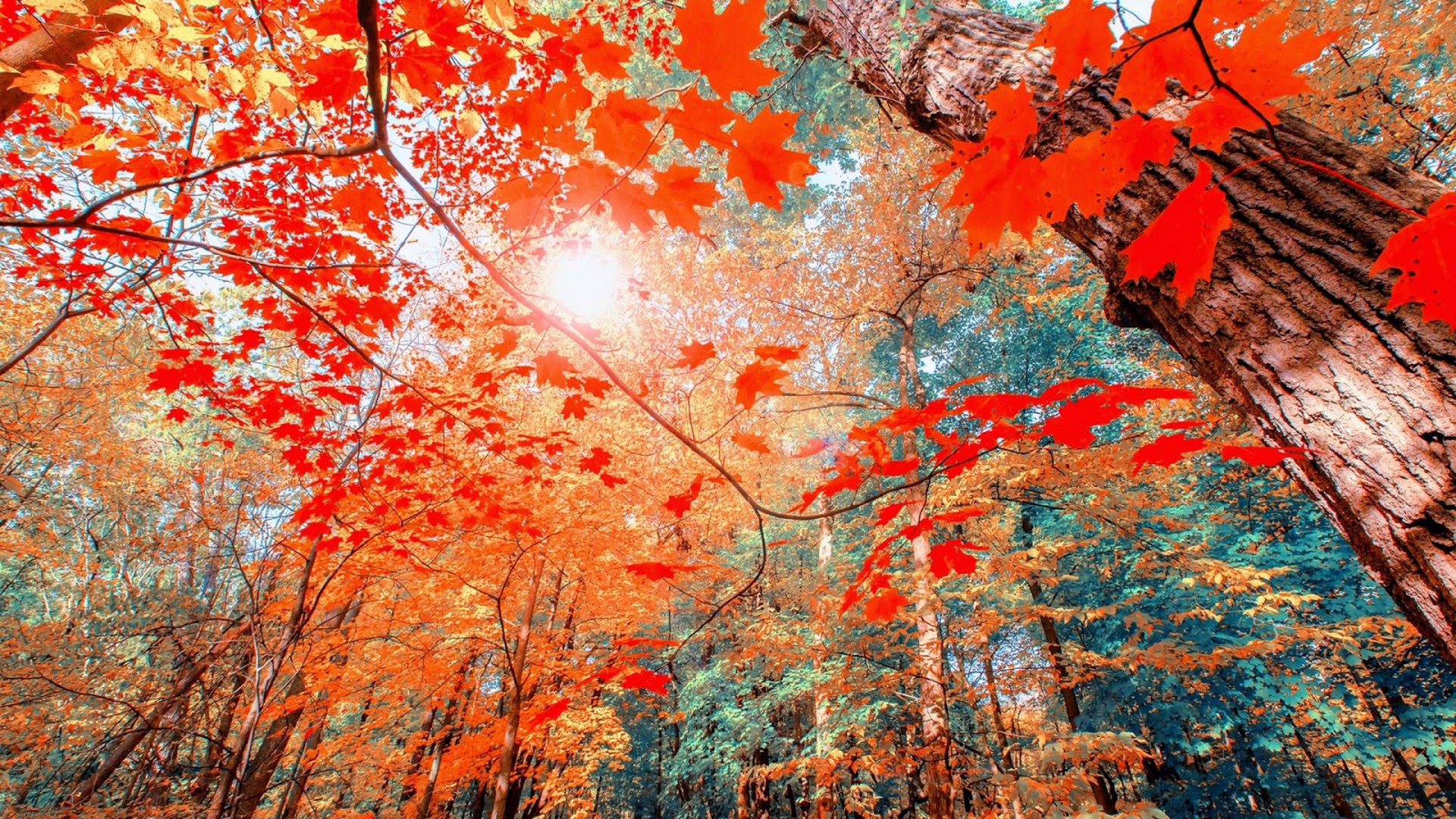 fall wallpaper