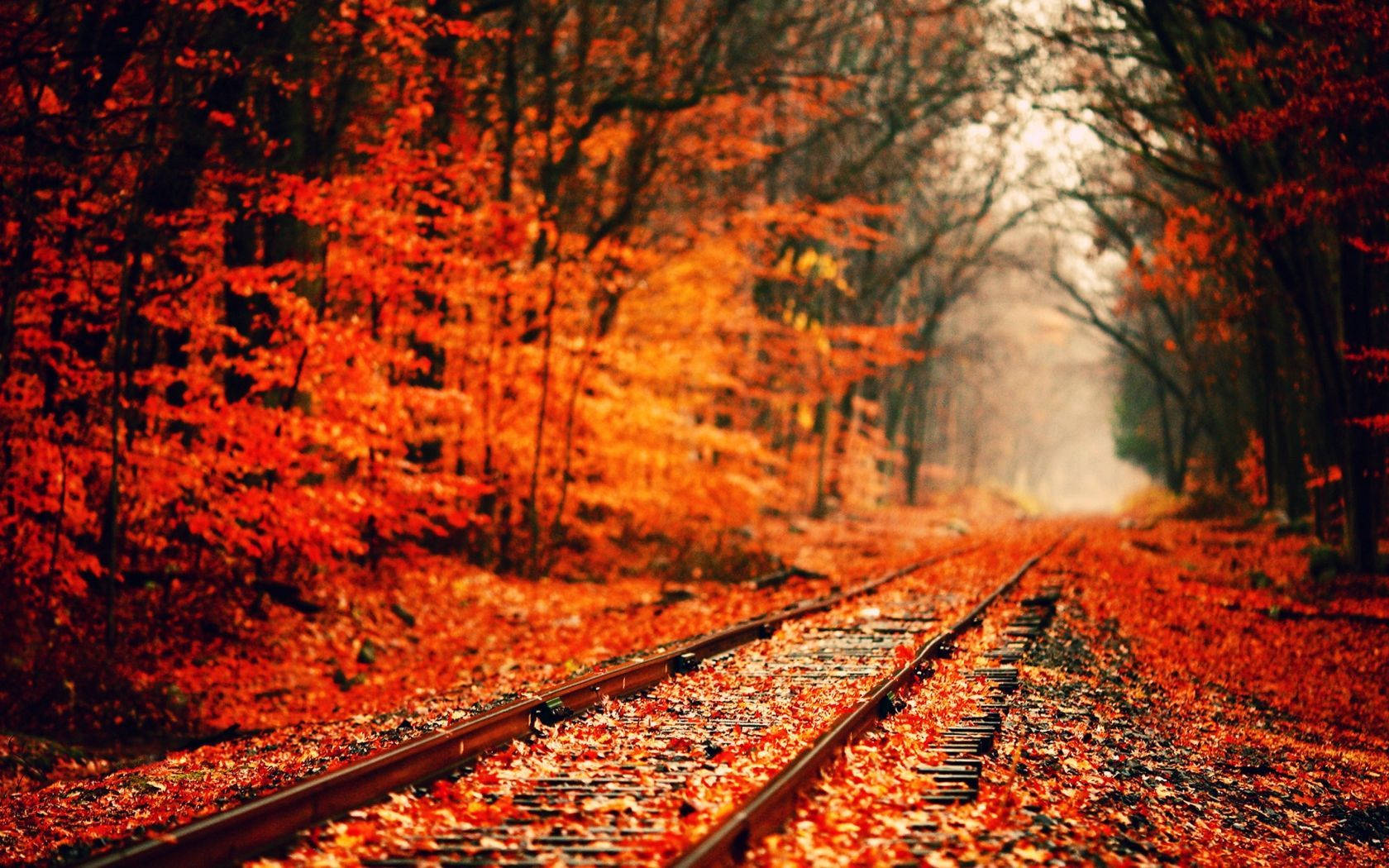 fall wallpaper
