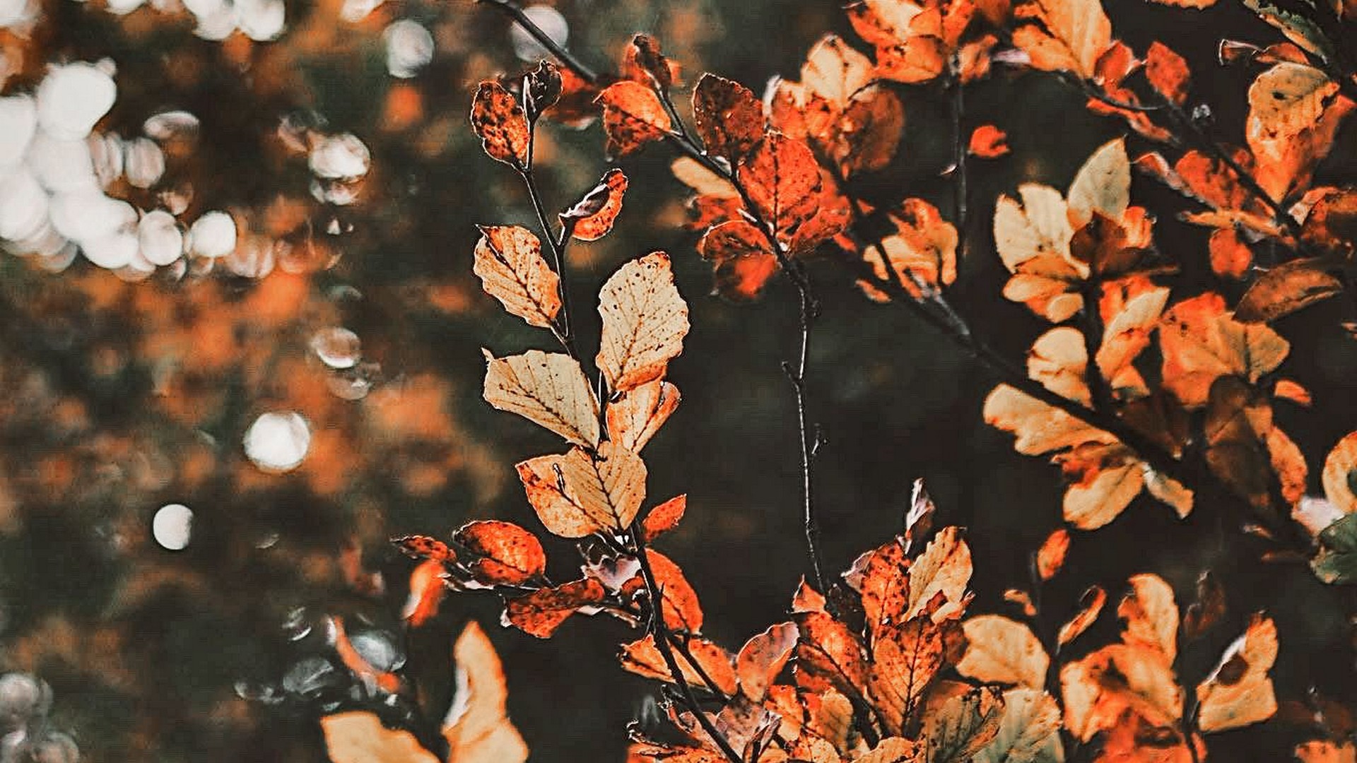 fall wallpaper