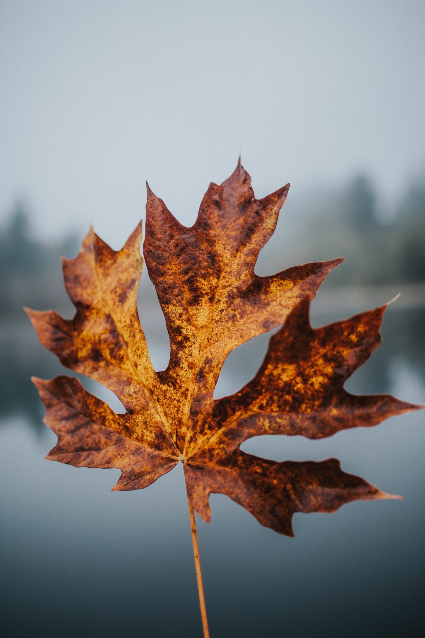 fall wallpaper