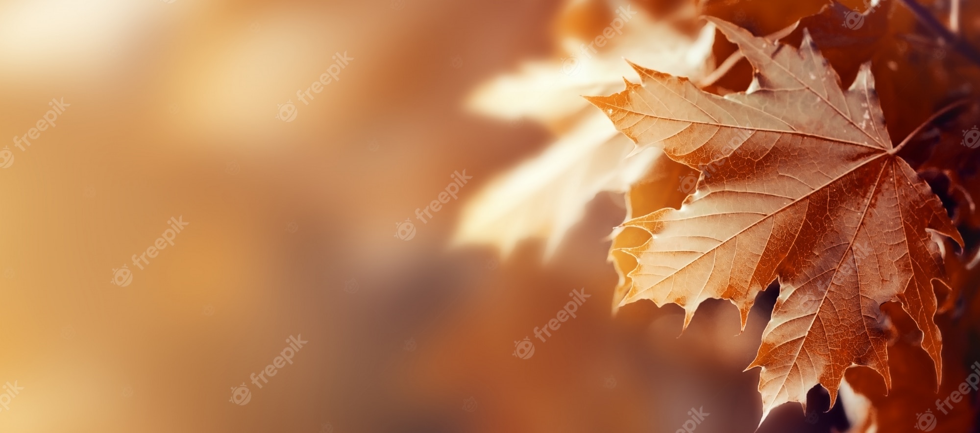 fall wallpaper