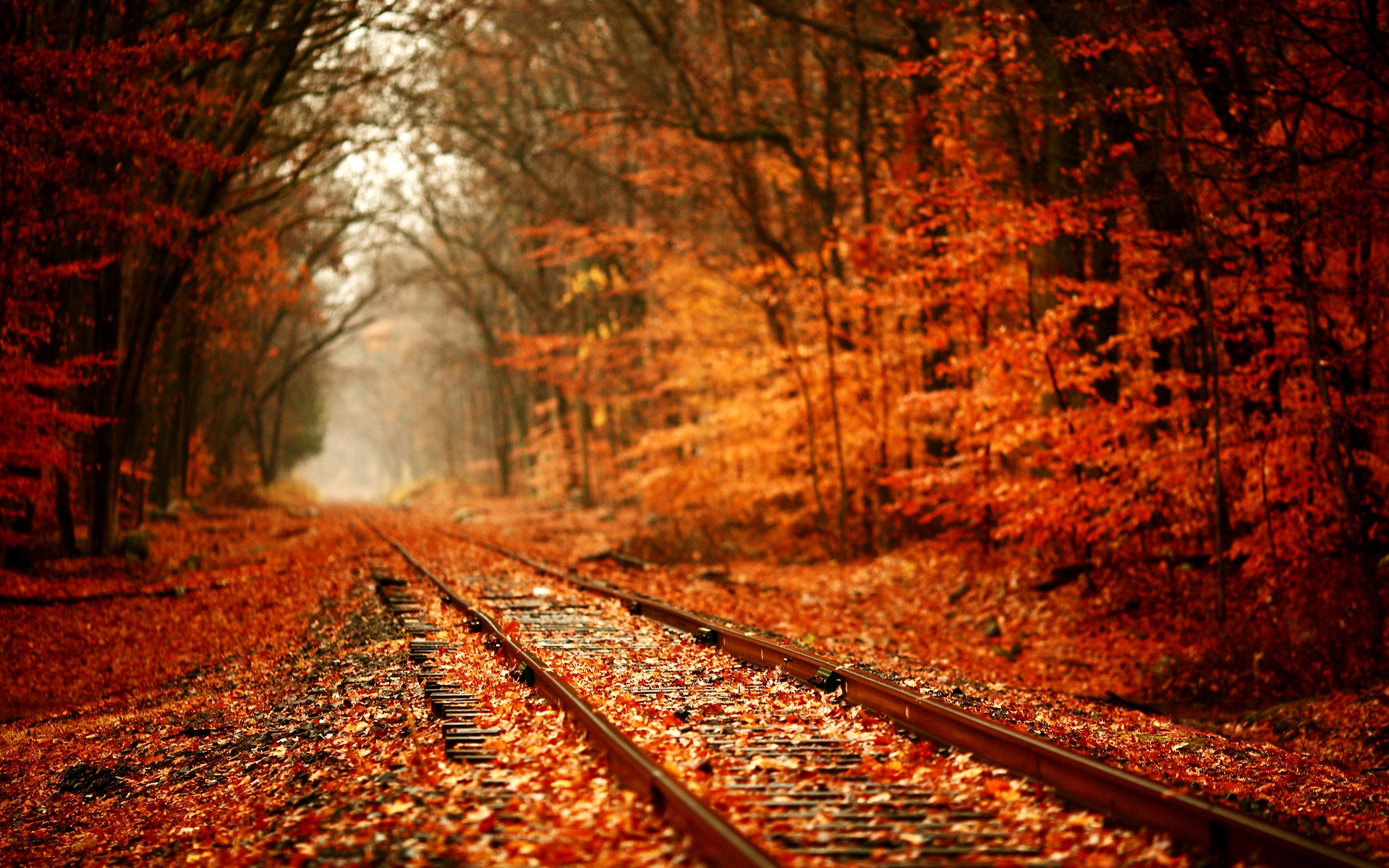 fall wallpaper
