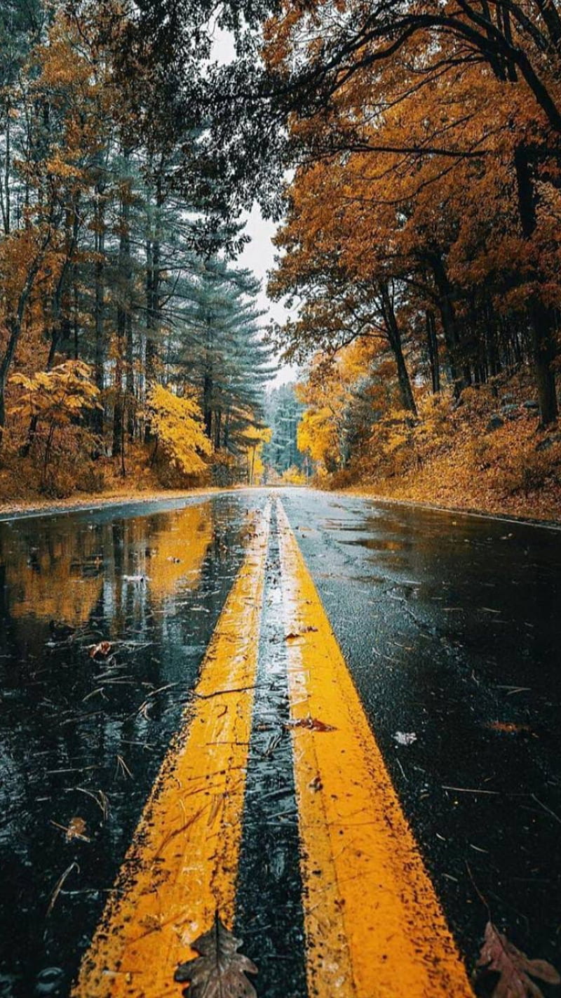 fall wallpaper
