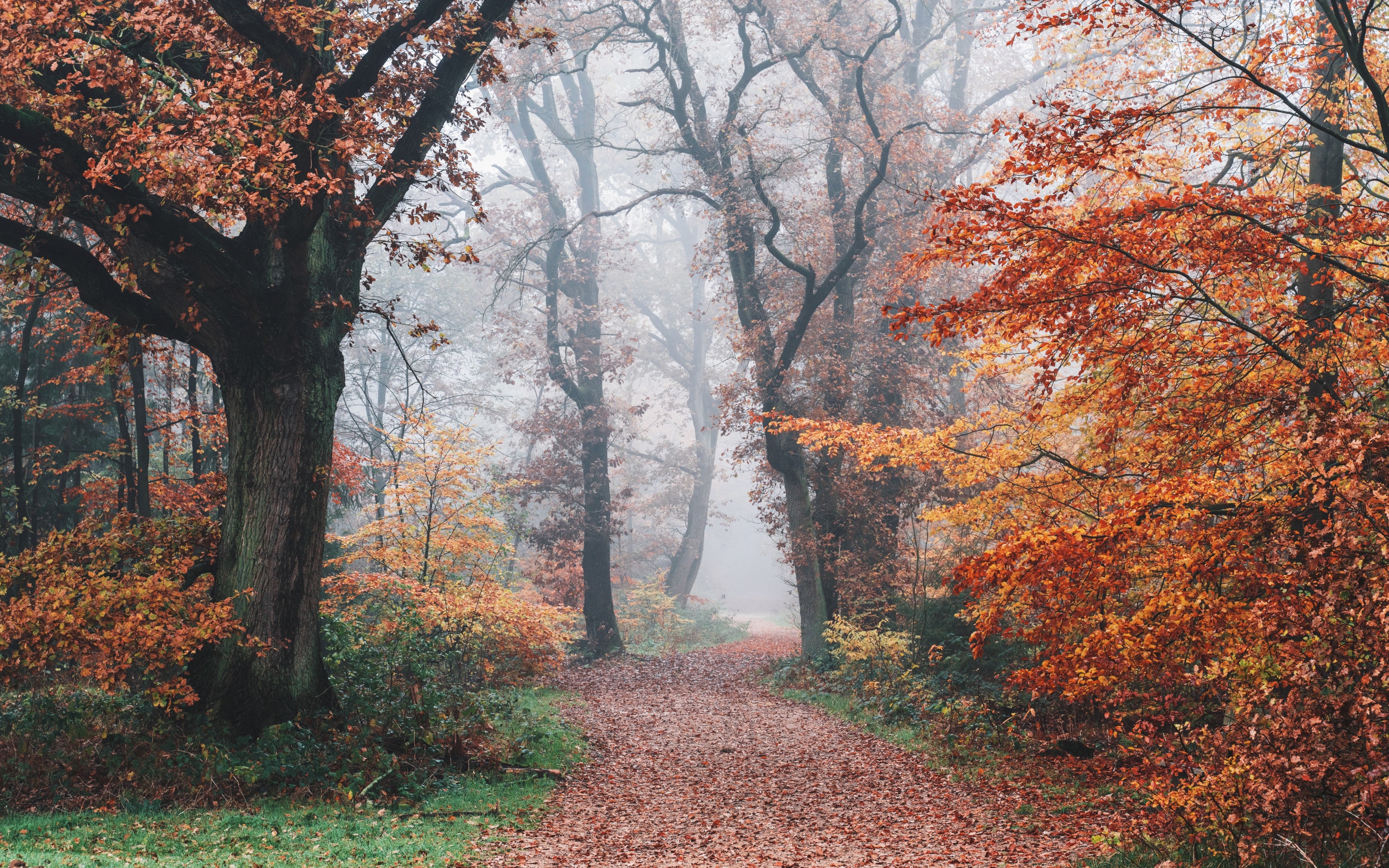 fall wallpaper