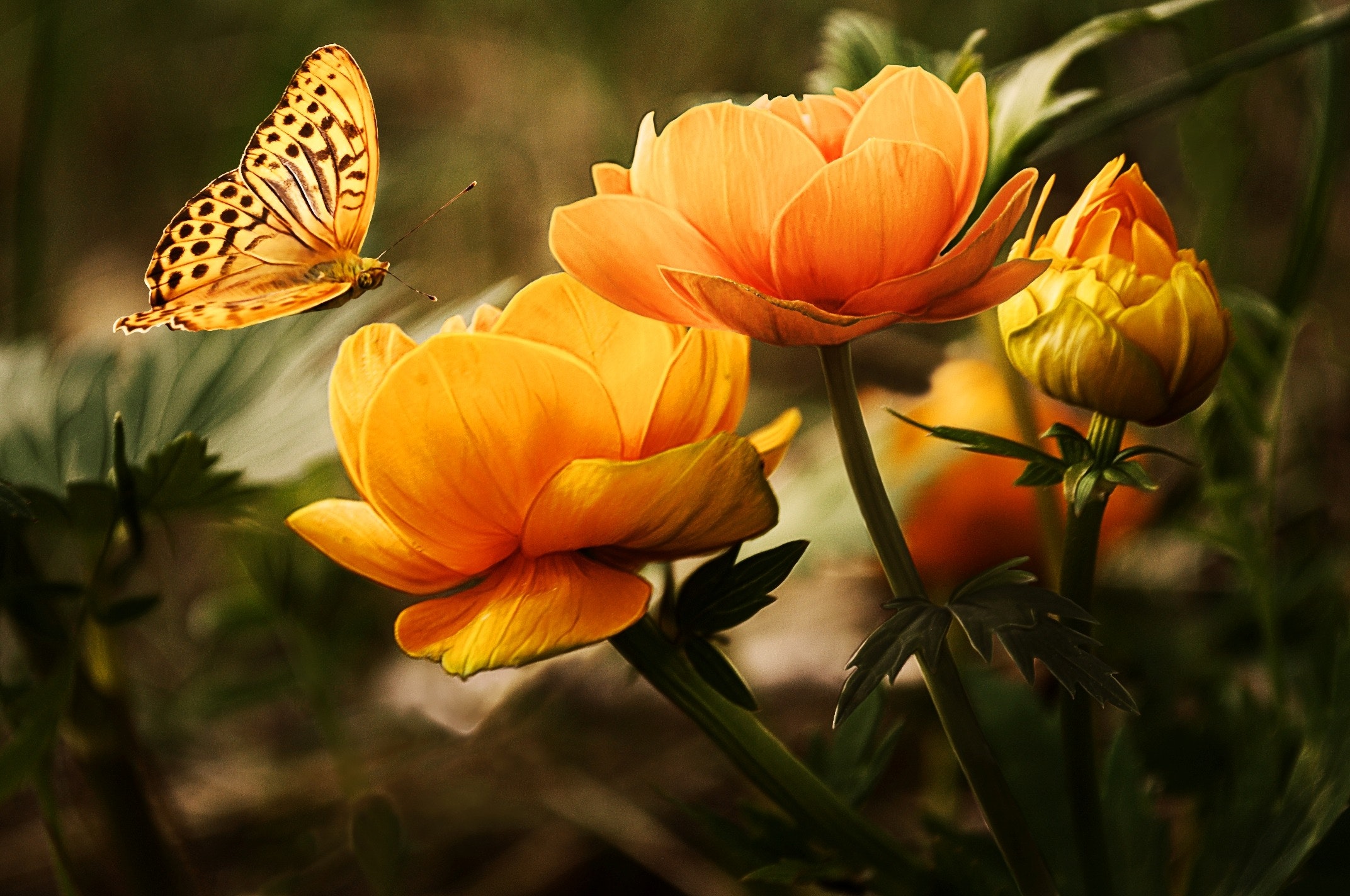 flowers wallpaper