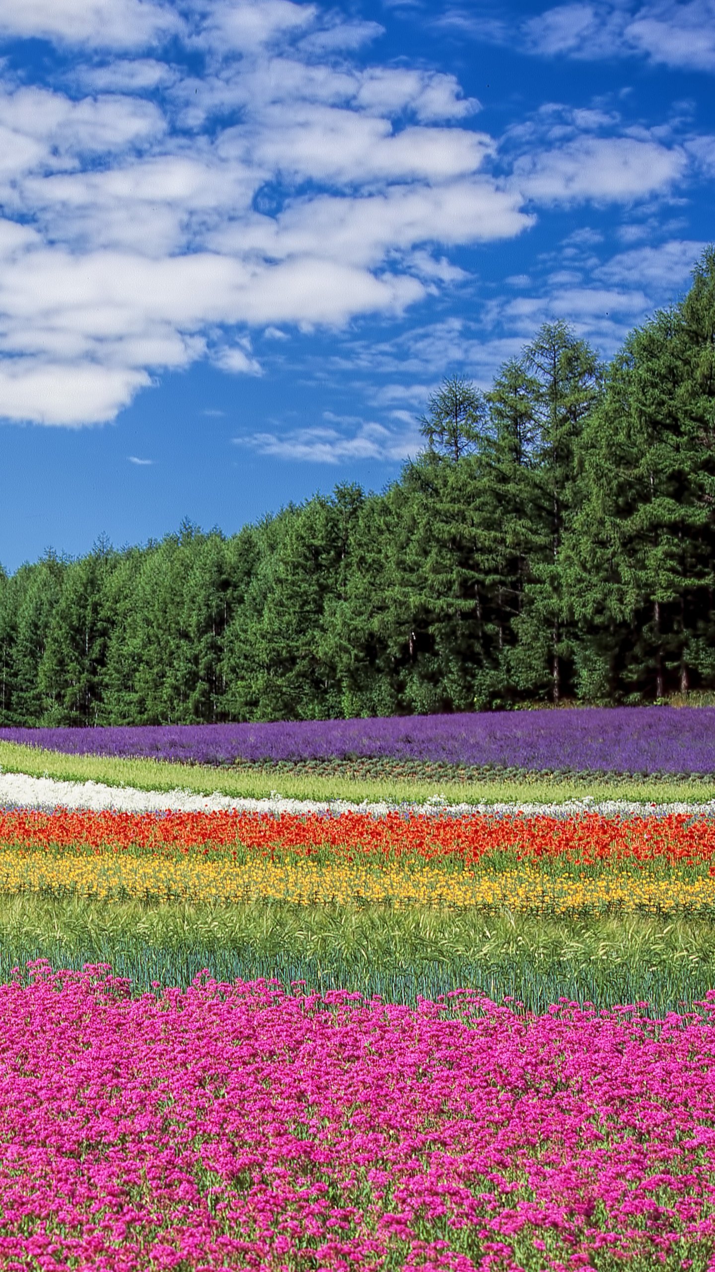 flowers wallpaper