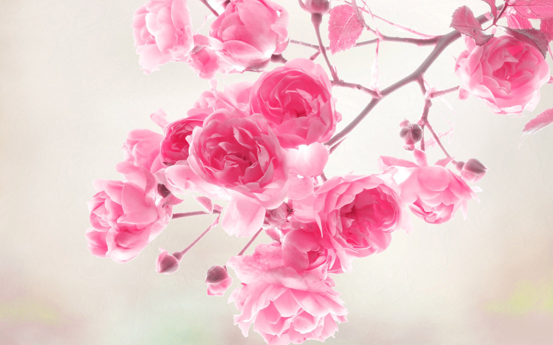 flowers wallpaper