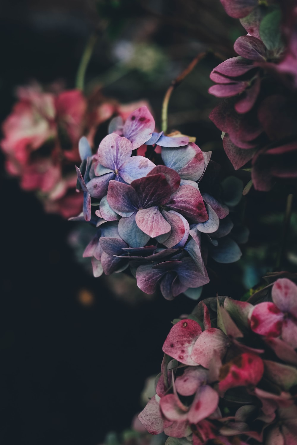 flowers wallpaper