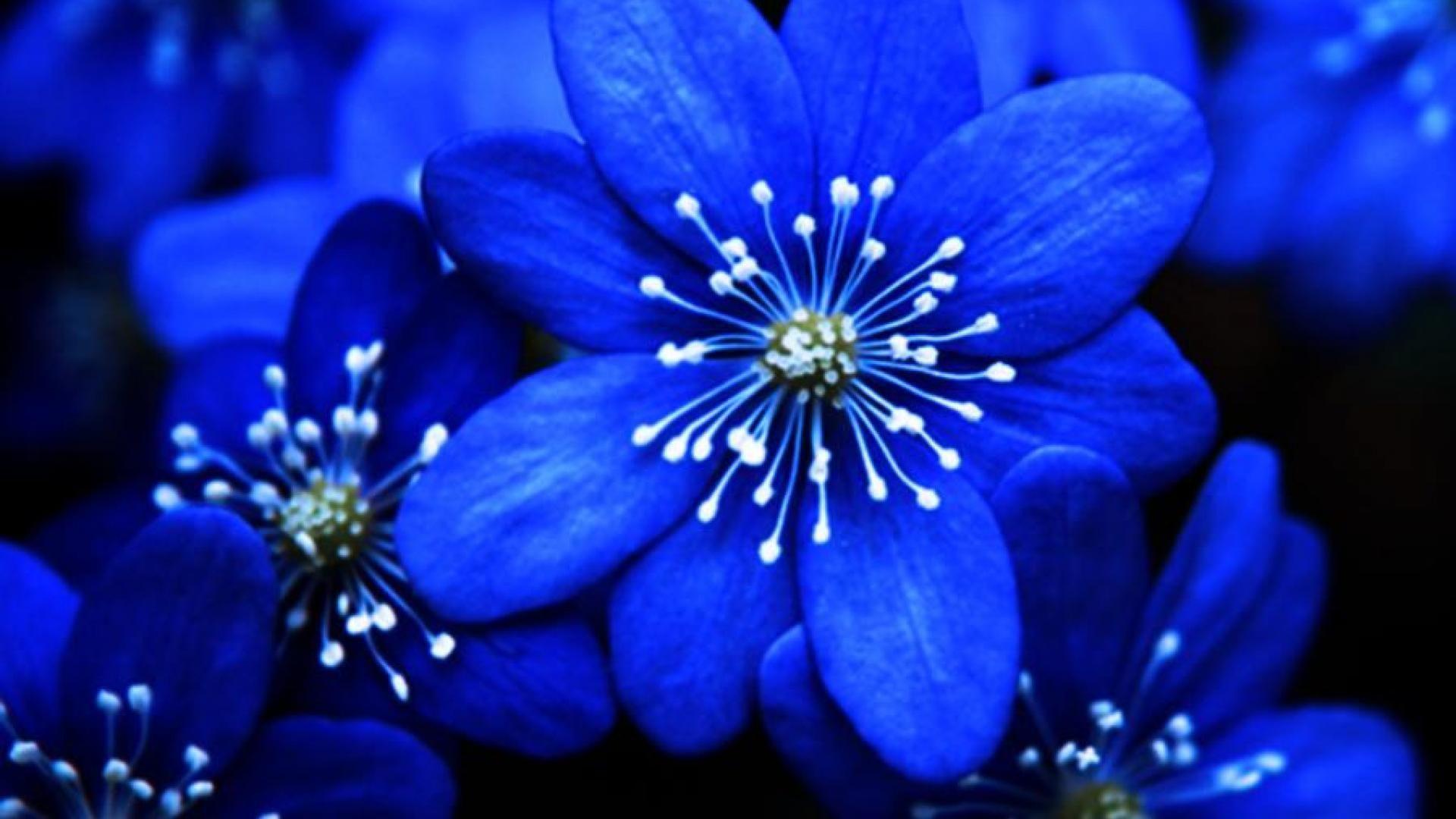 flowers wallpaper