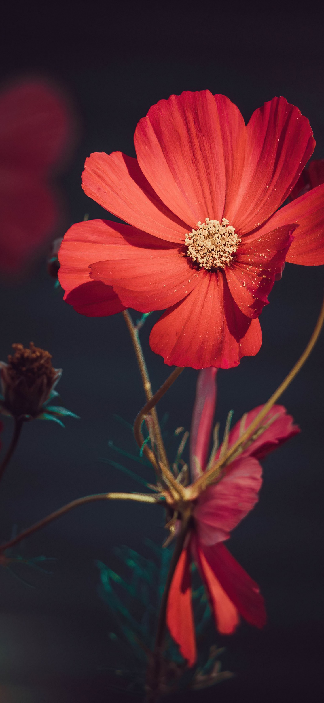 flowers wallpaper