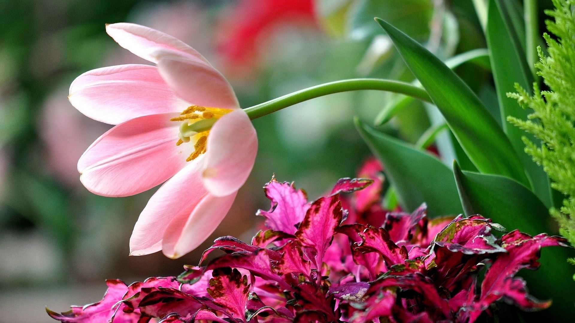 flowers wallpaper