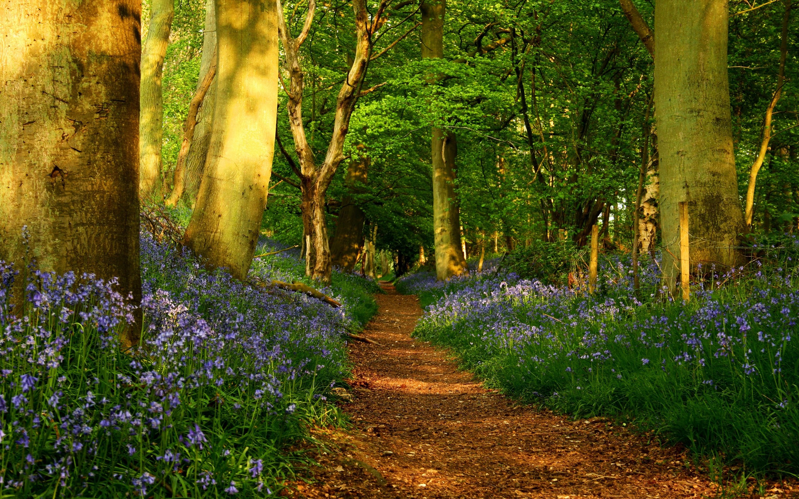 forest wallpaper